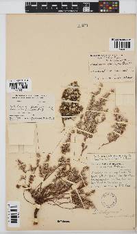 Helichrysum paronychioides image