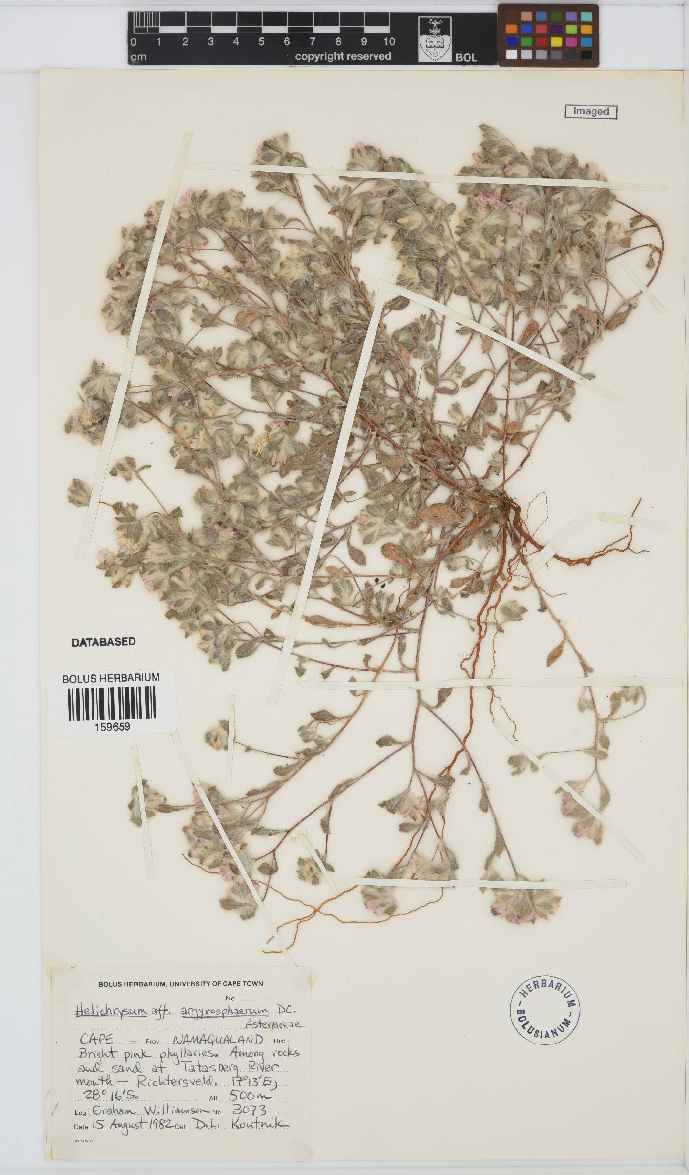 Helichrysum argyrosphaerum image