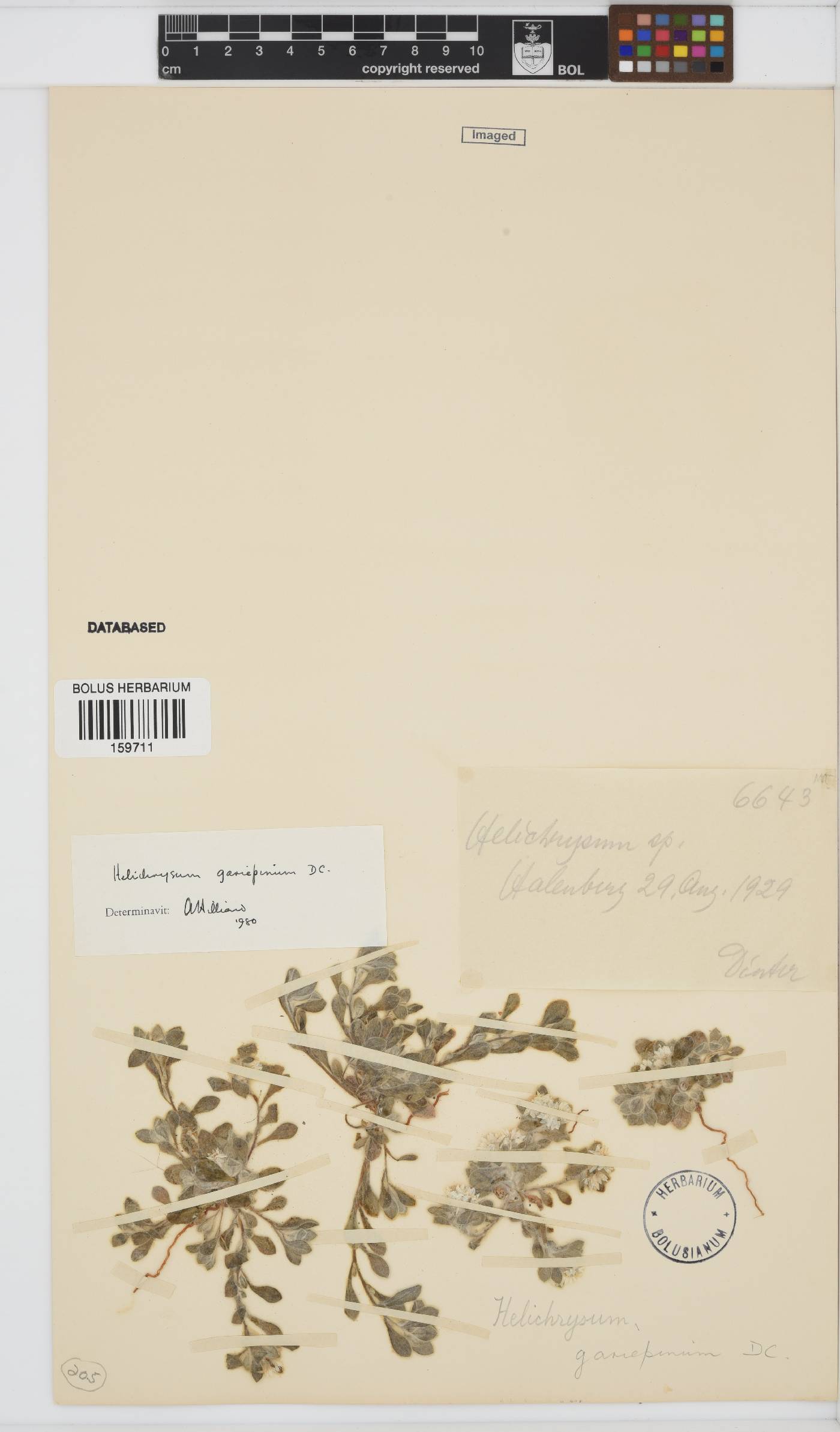 Helichrysum gariepinum image