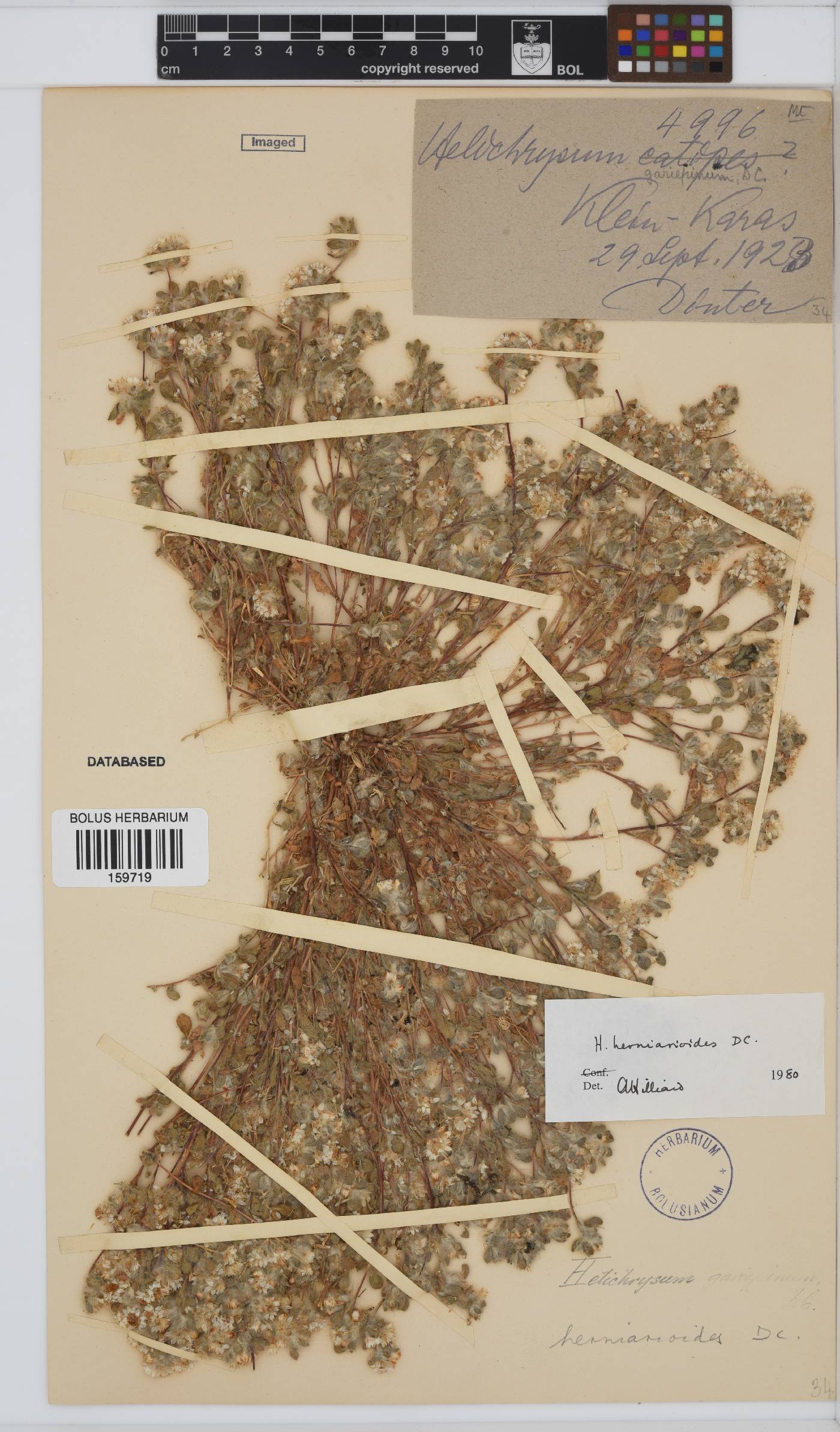 Helichrysum herniarioides image