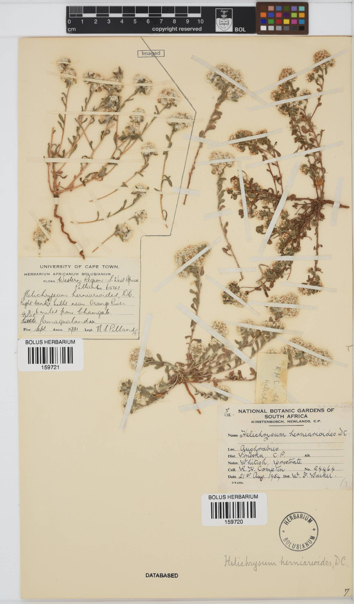 Helichrysum herniarioides image