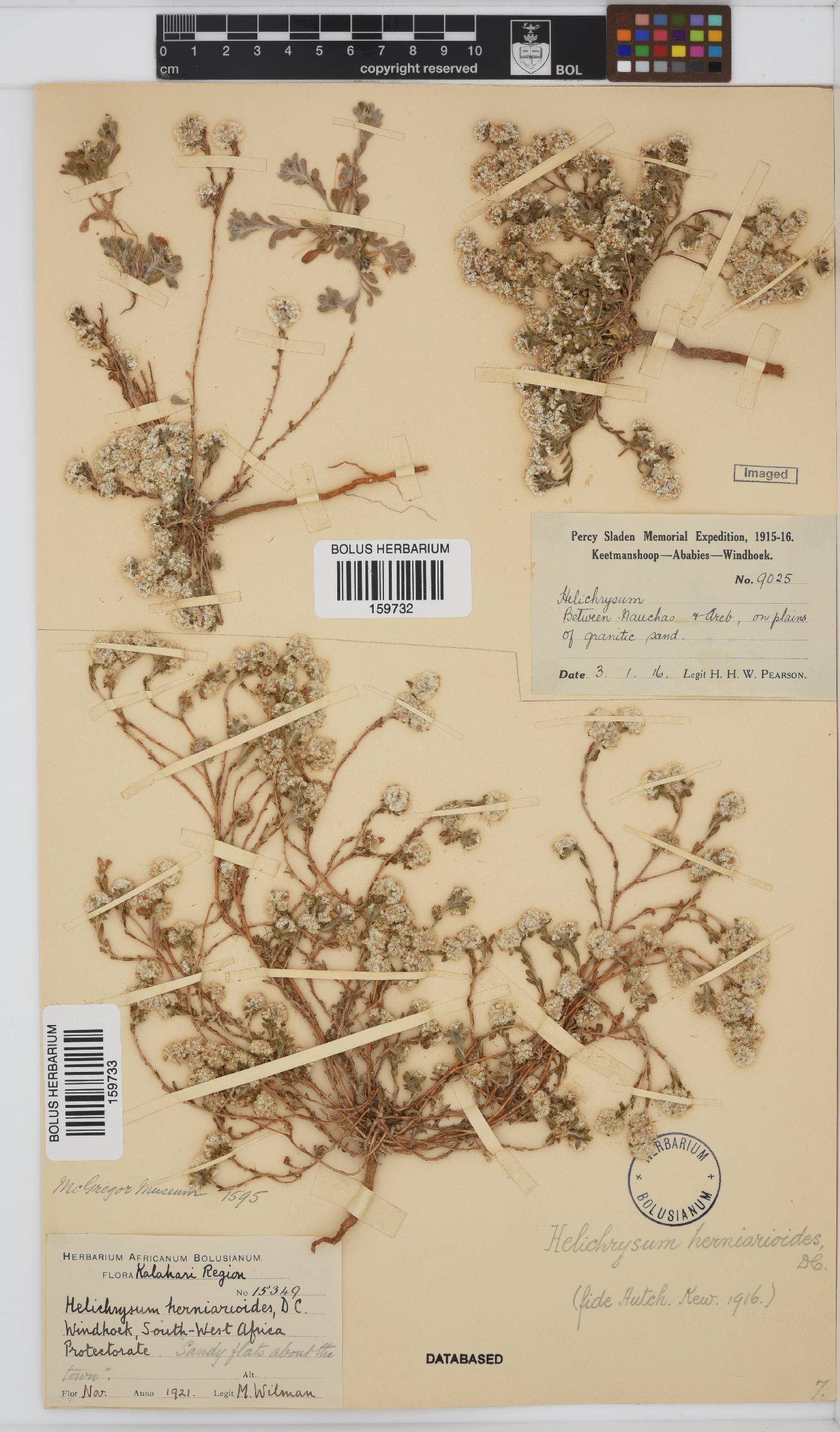 Helichrysum herniarioides image