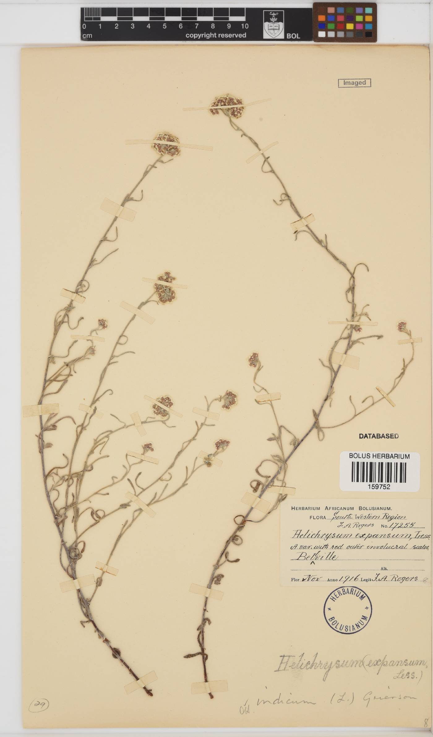 Helichrysum indicum image