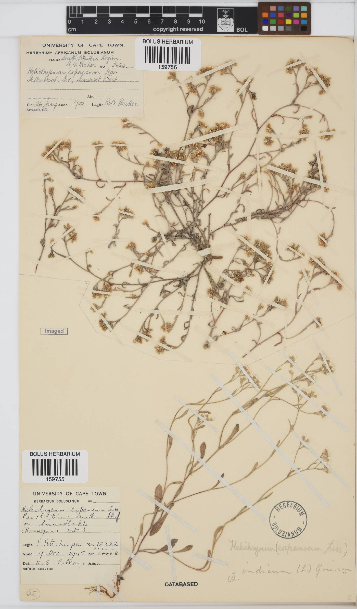 Helichrysum indicum image