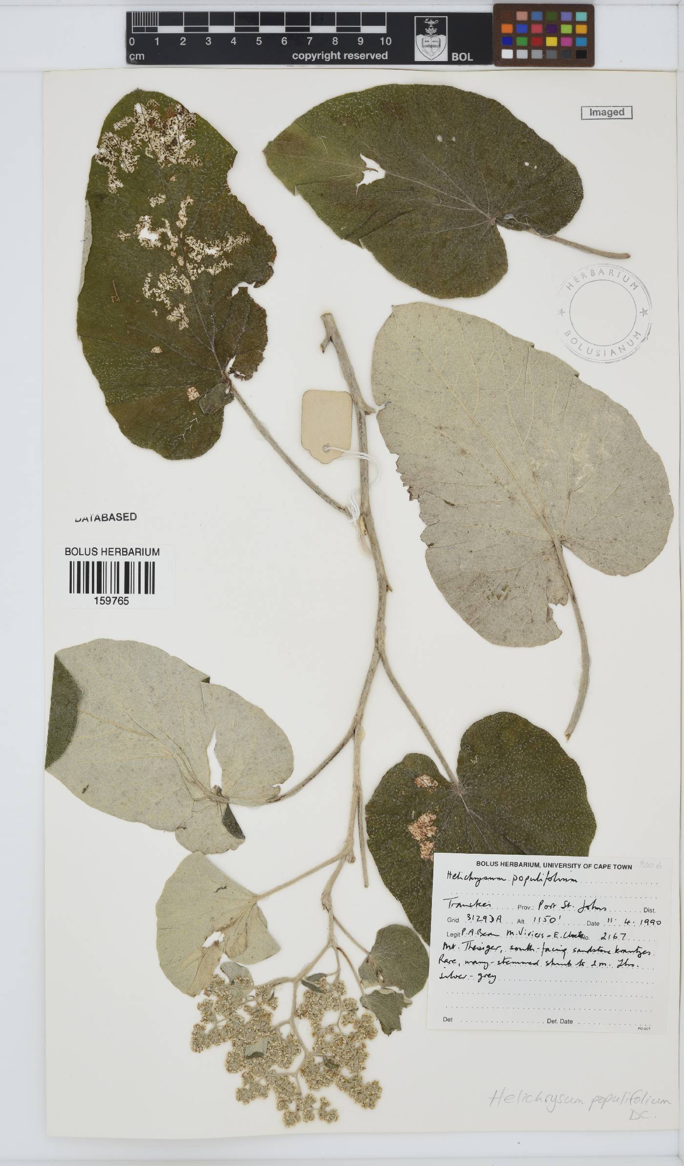 Helichrysum populifolium image