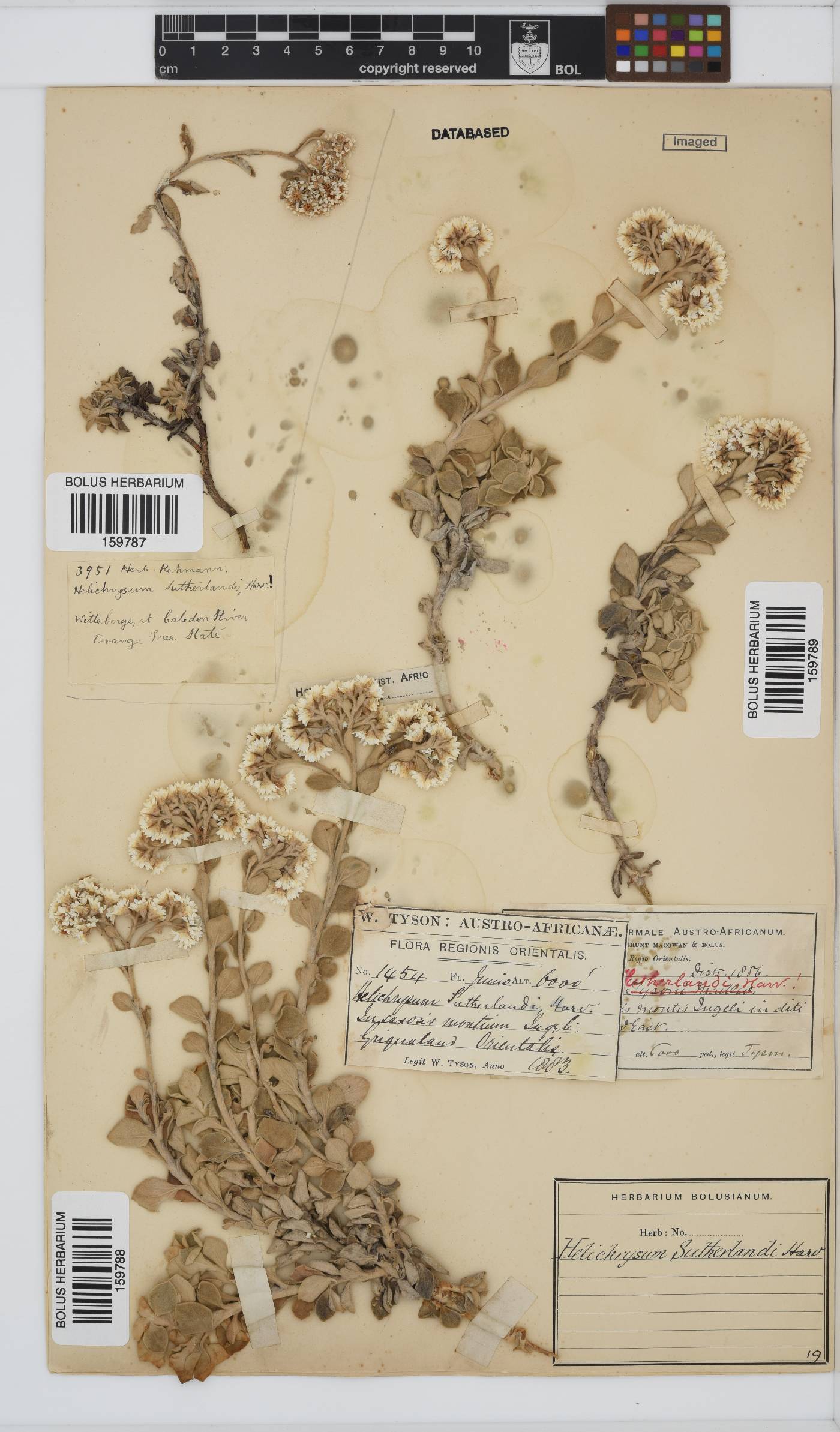 Helichrysum sutherlandii image