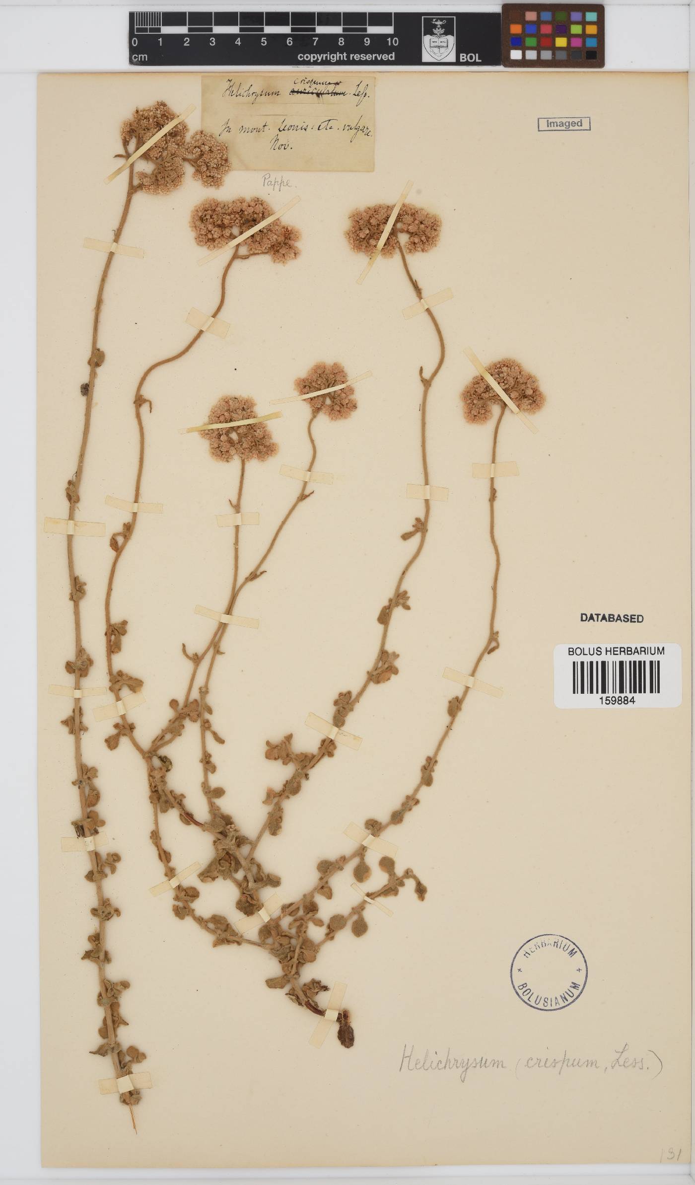 Helichrysum crispum image