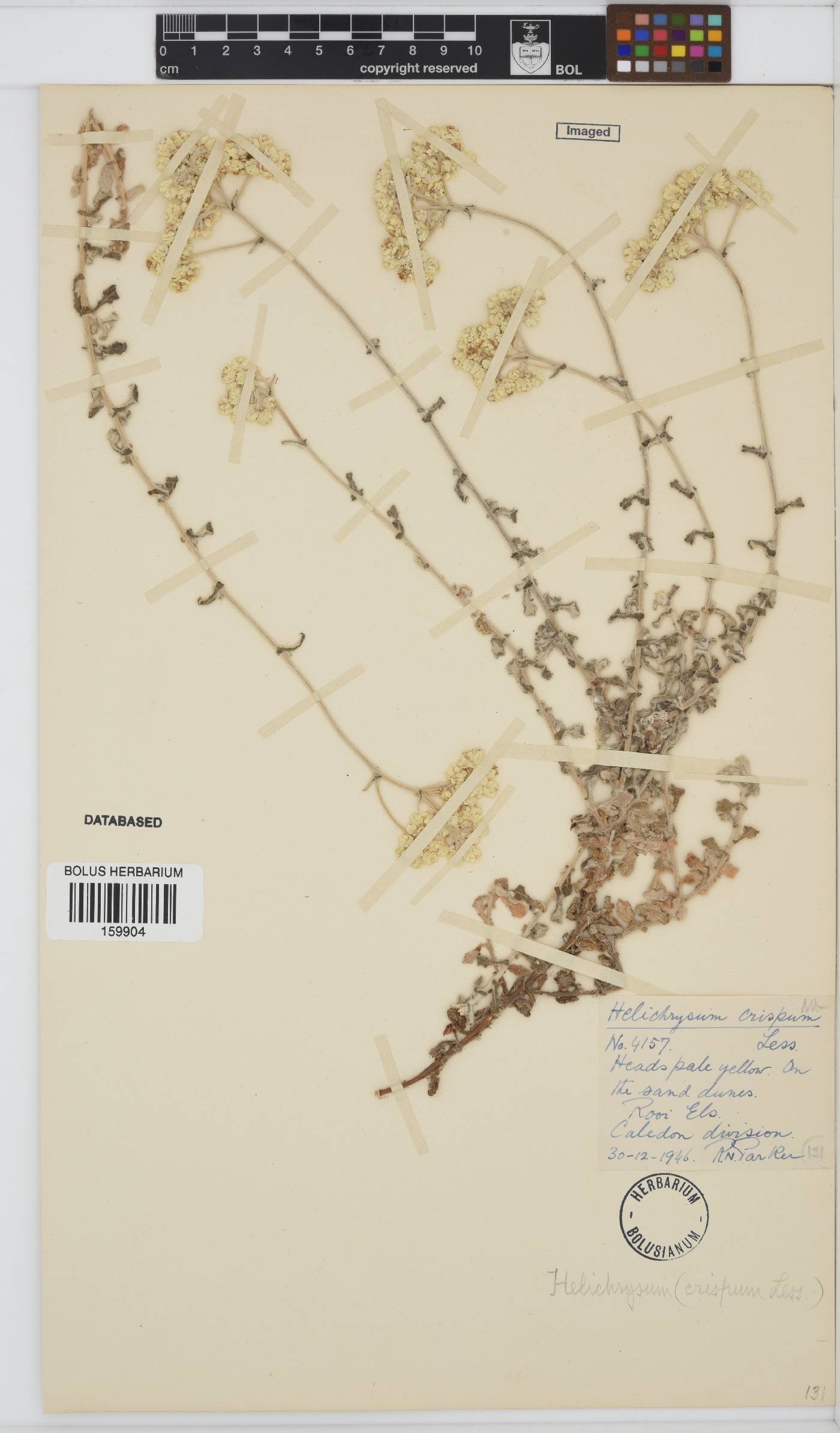 Helichrysum crispum image