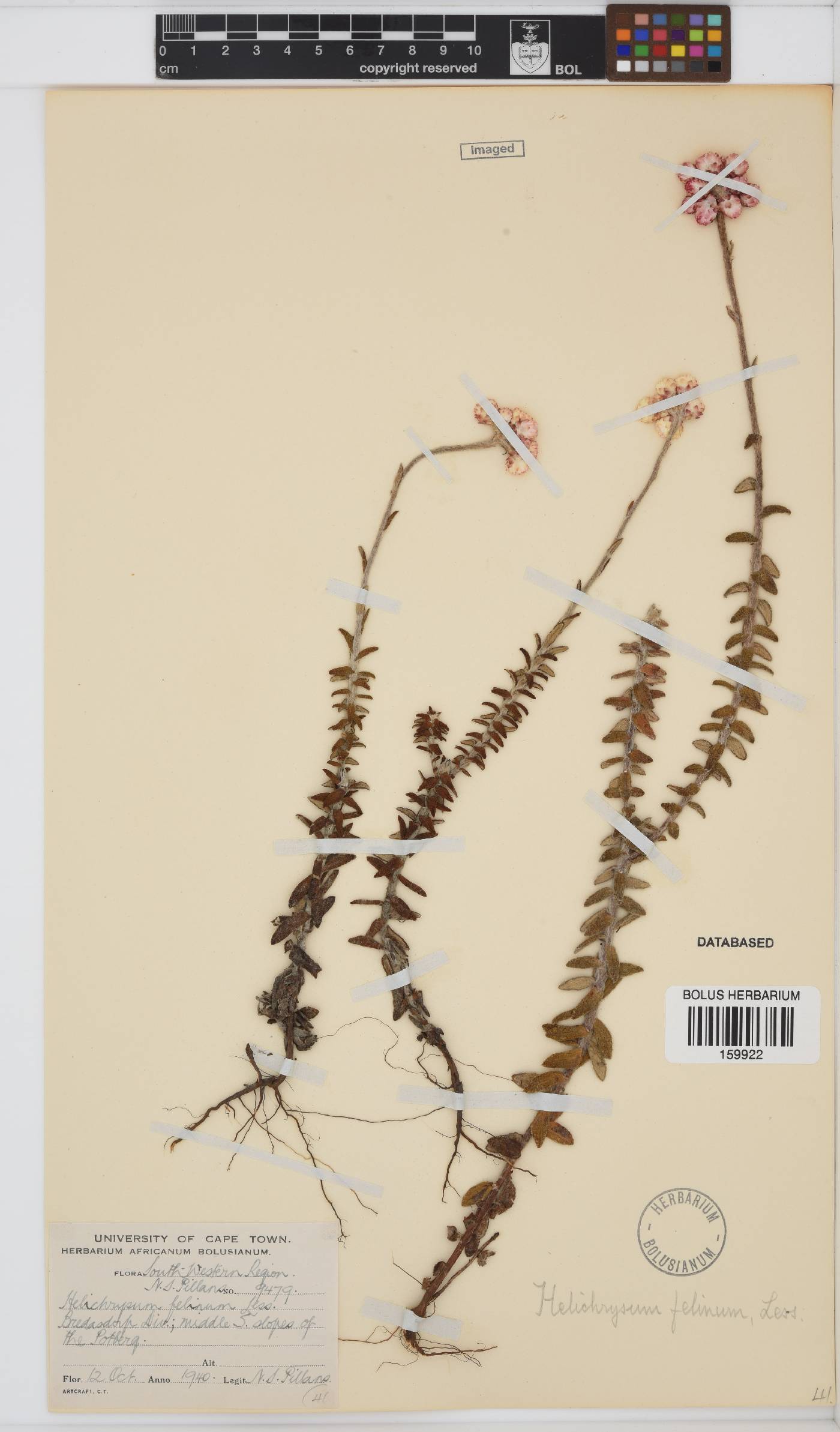 Helichrysum felinum image