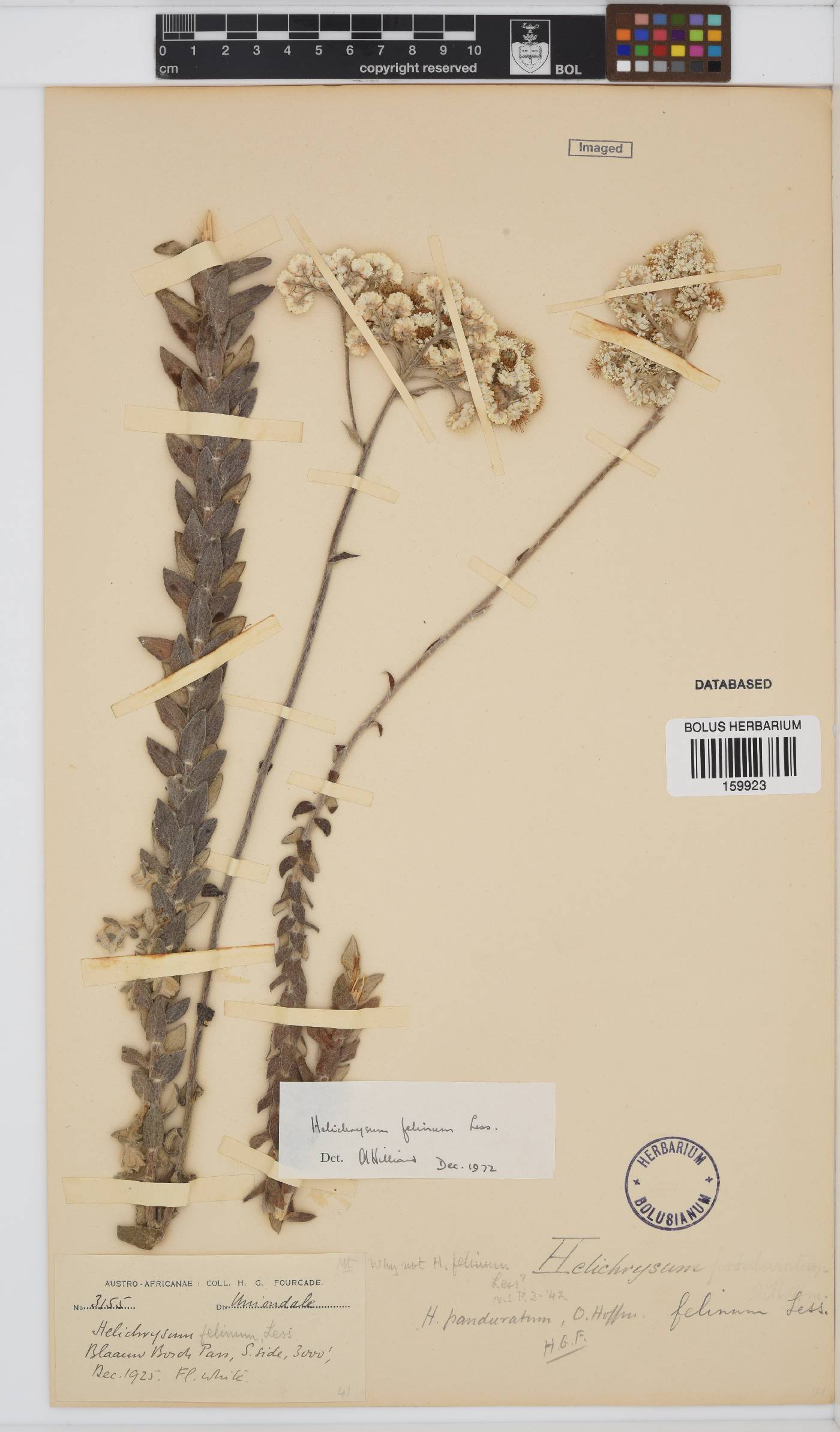 Helichrysum felinum image