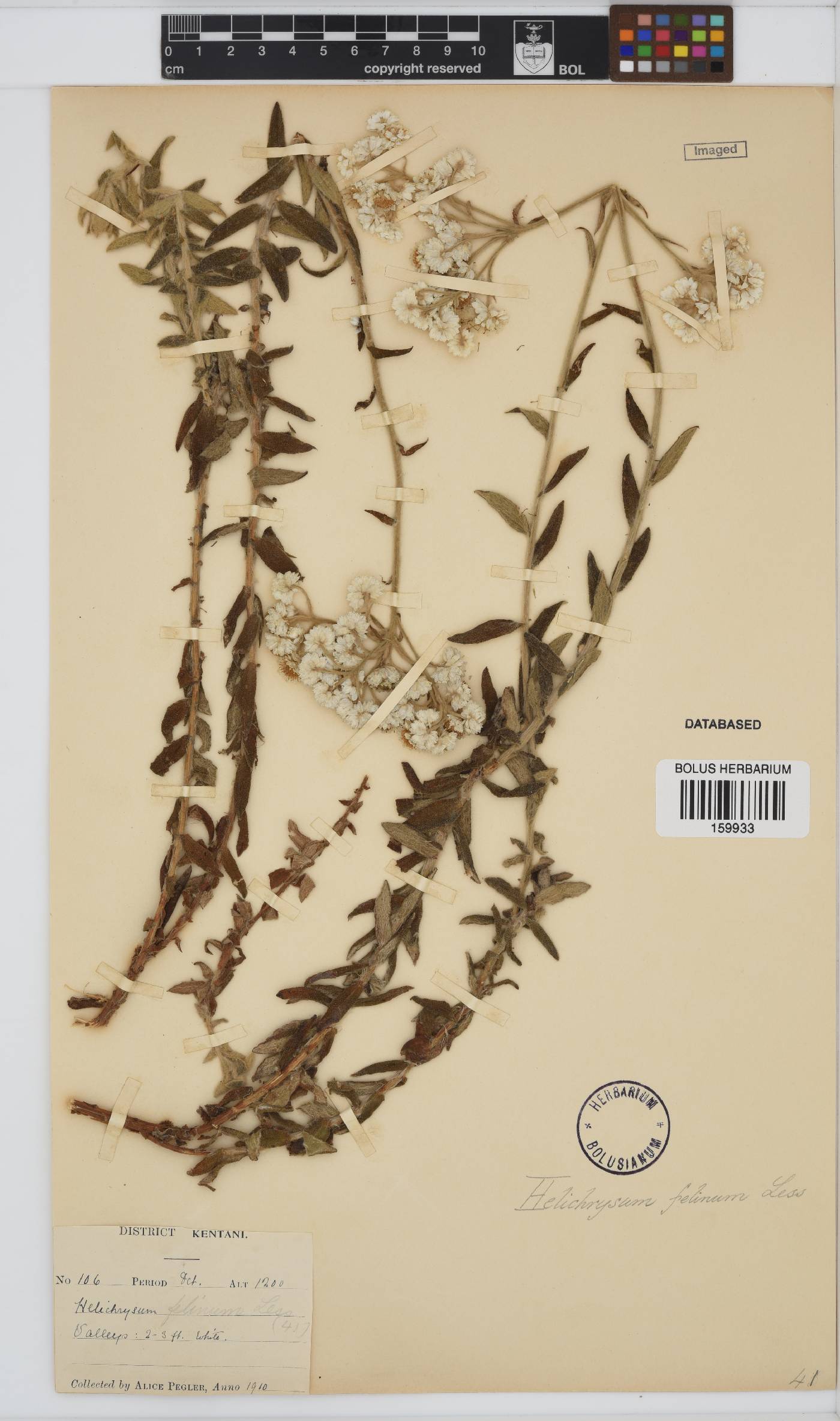 Helichrysum felinum image