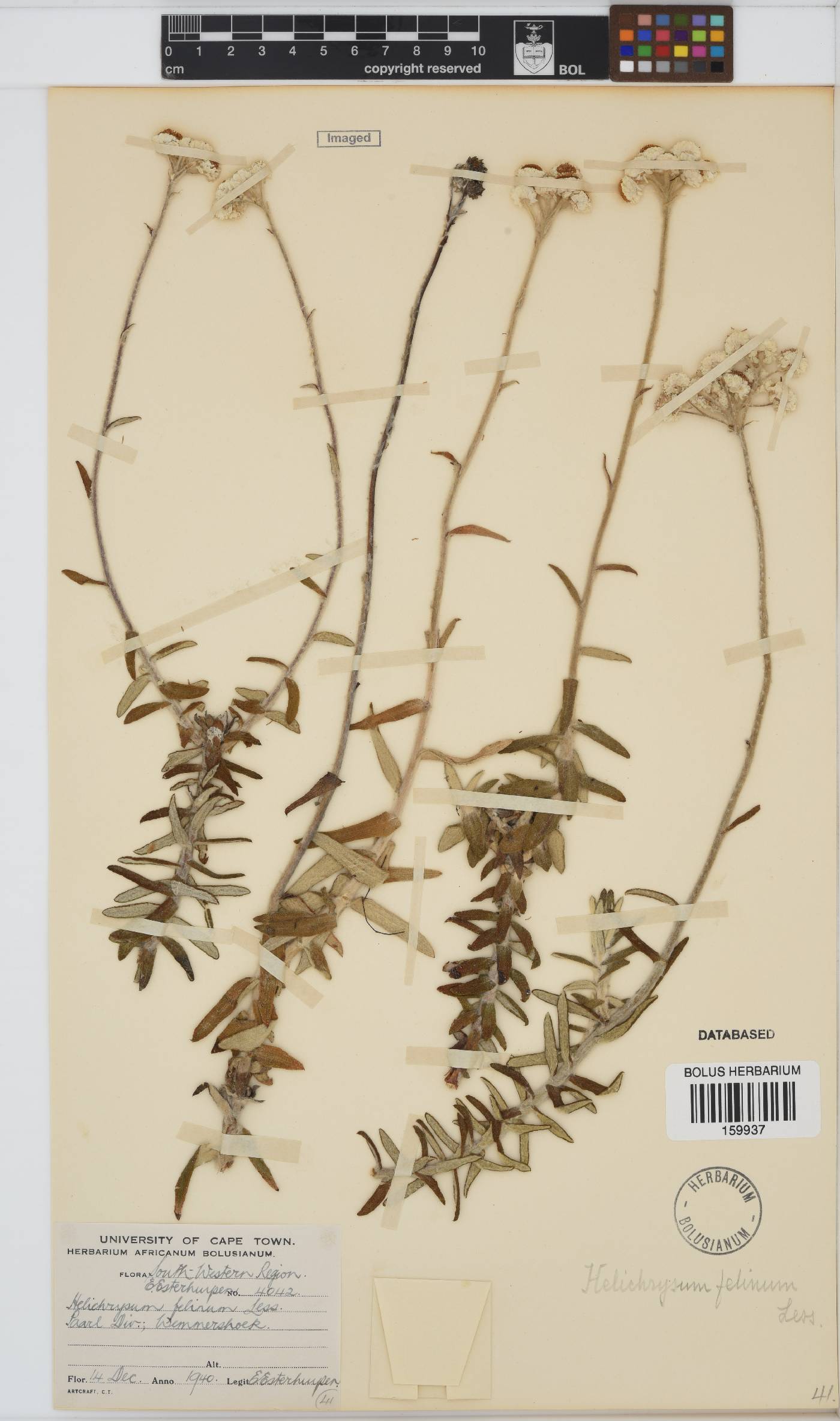 Helichrysum felinum image