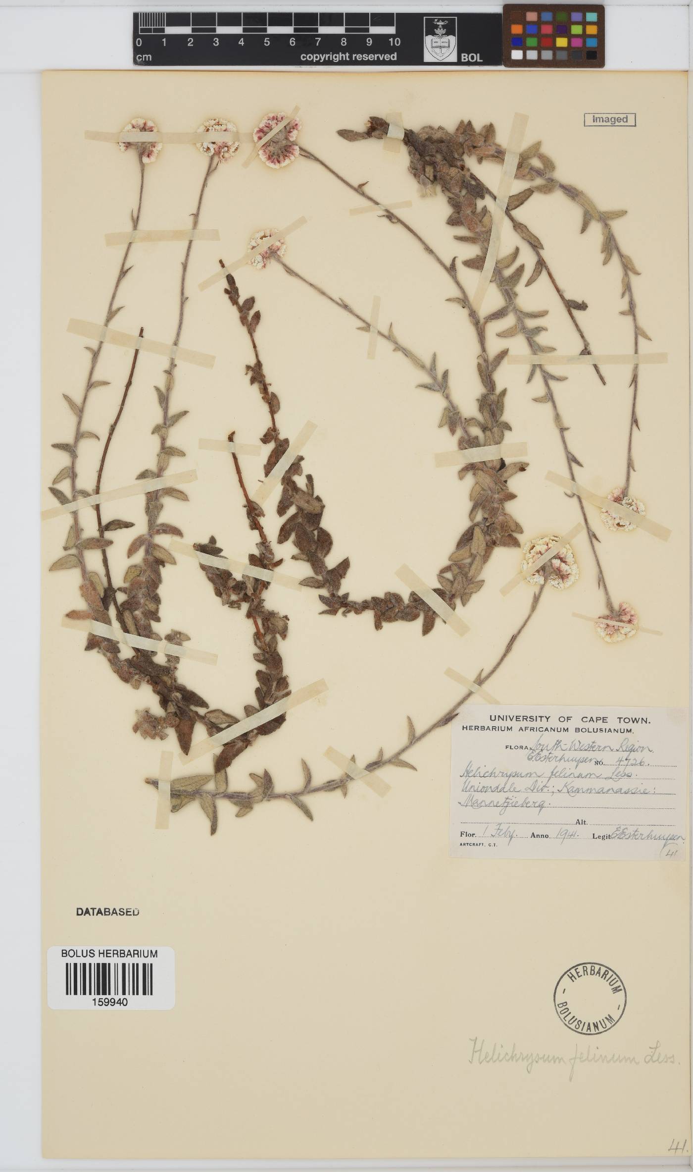 Helichrysum felinum image