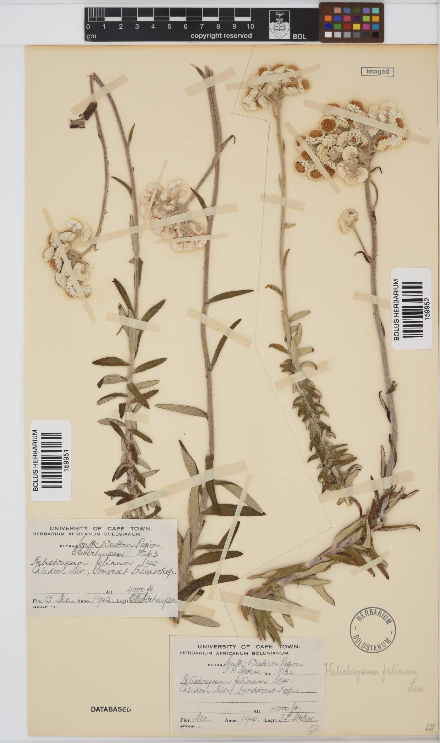 Helichrysum felinum image
