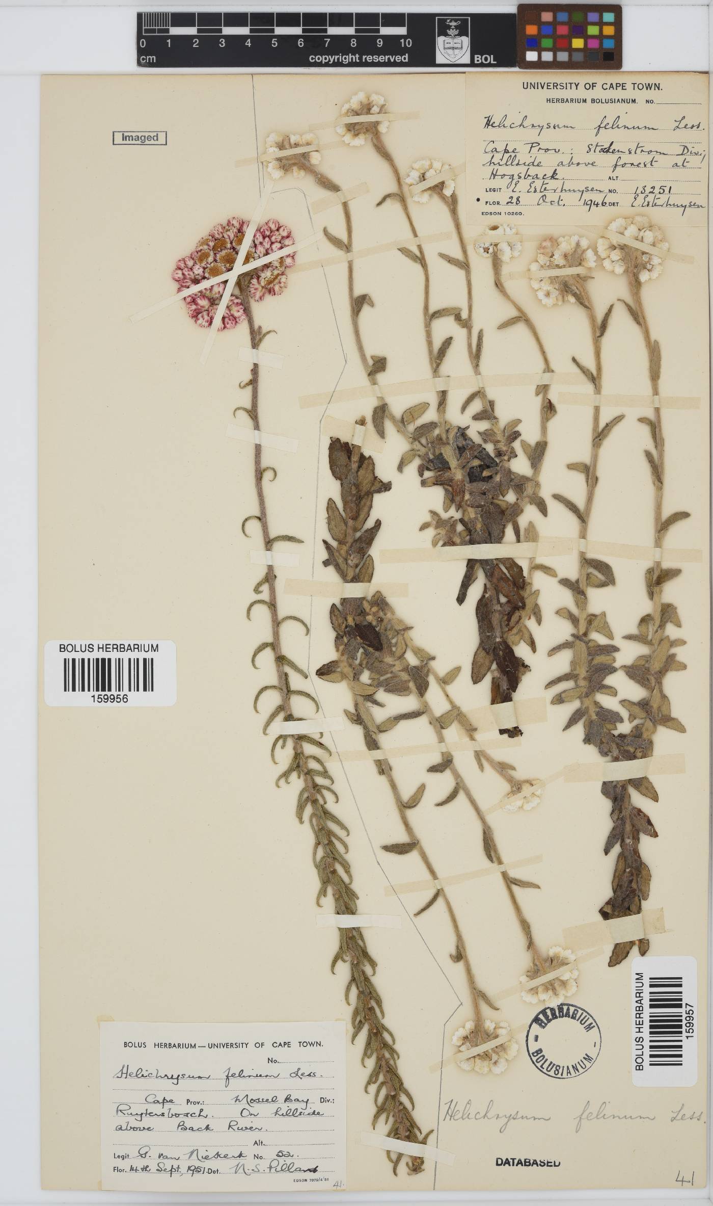 Helichrysum felinum image