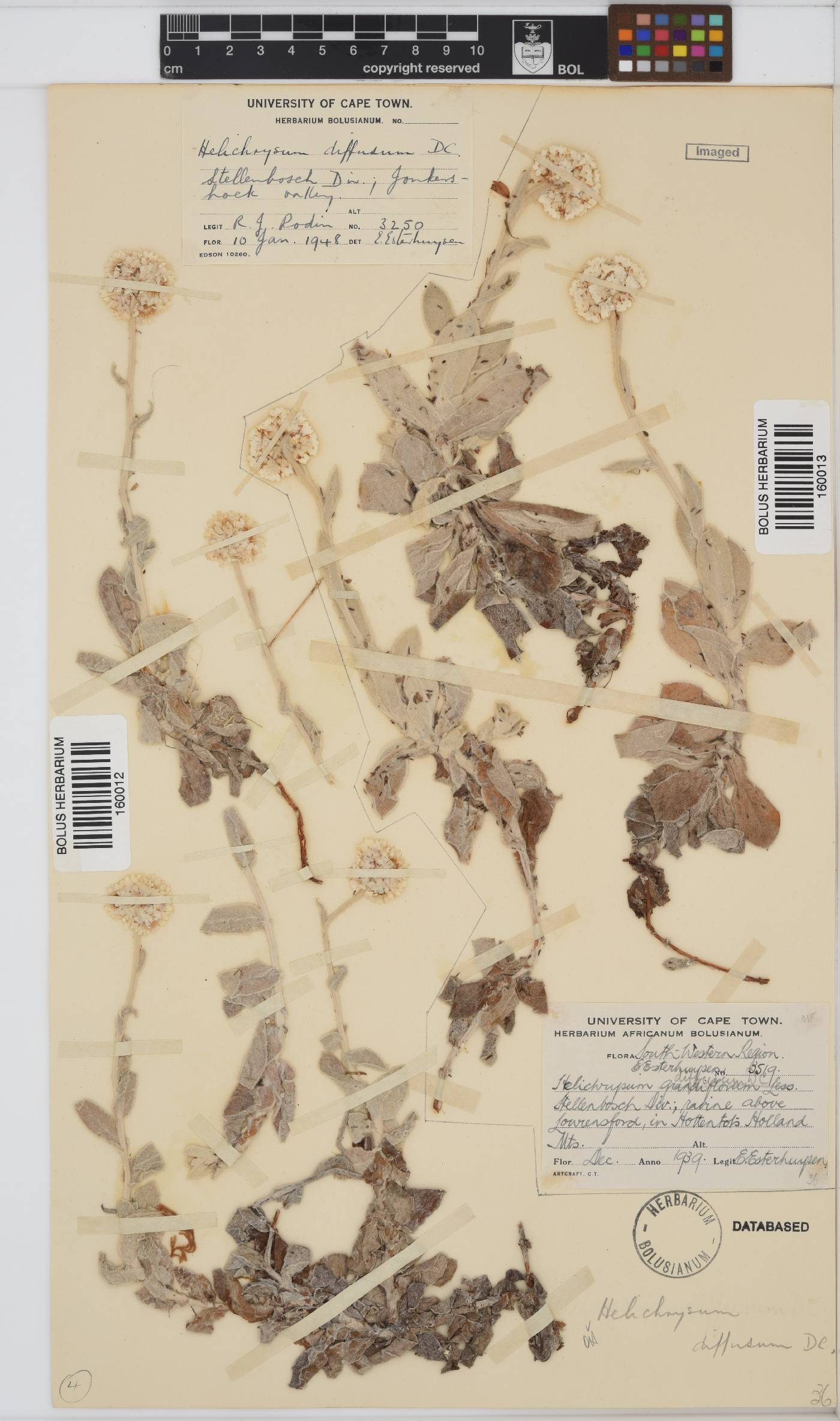 Helichrysum diffusum image