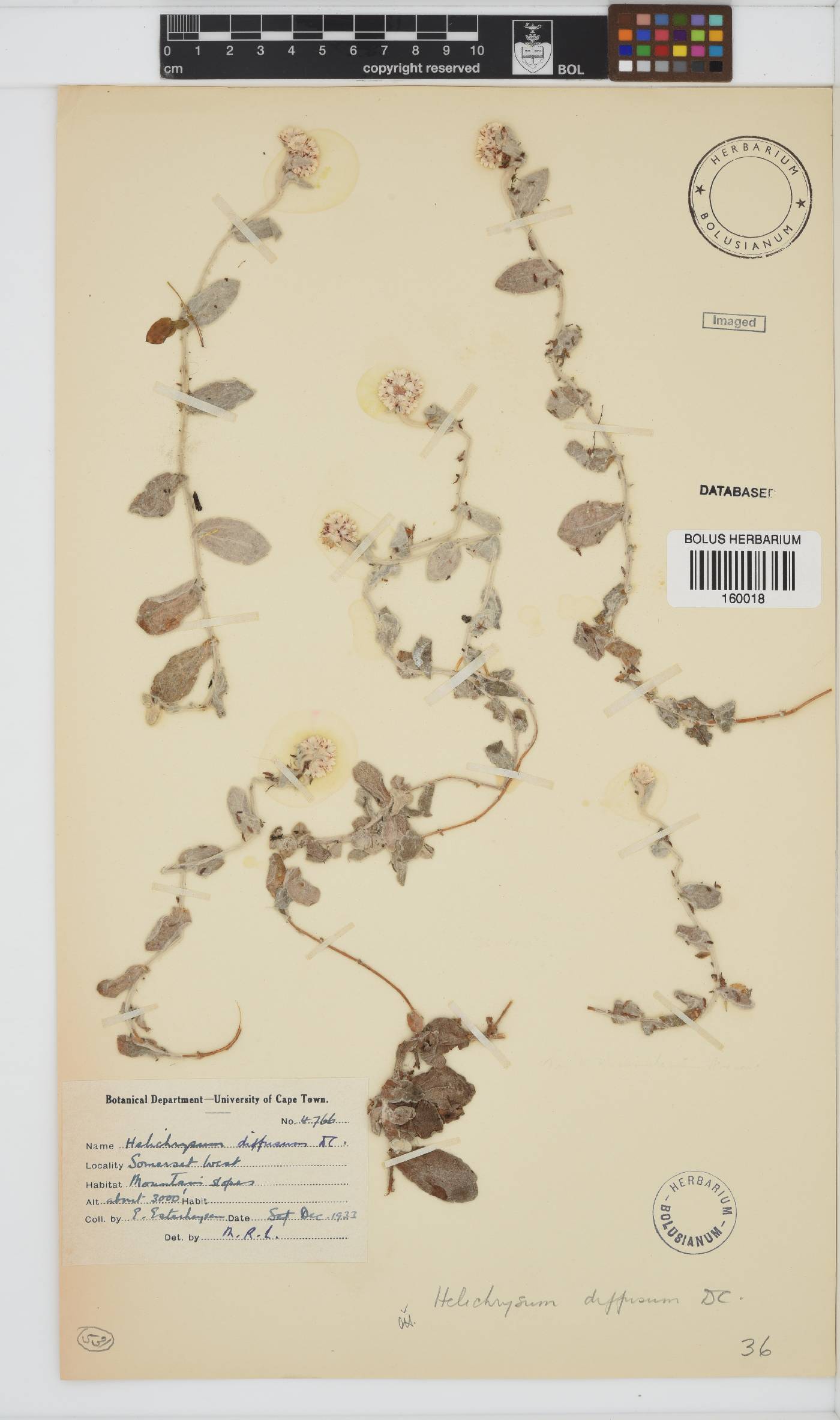 Helichrysum diffusum image