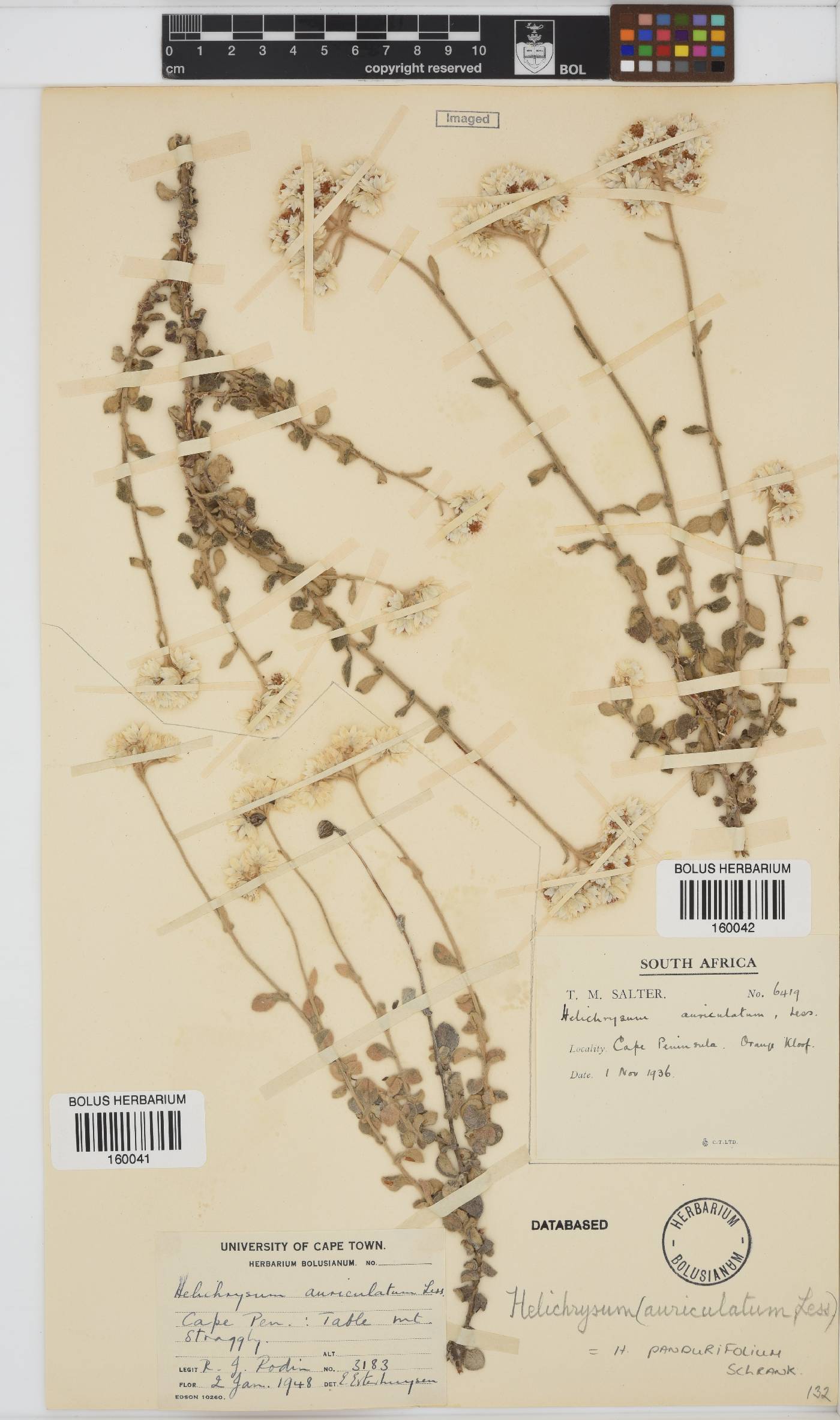 Helichrysum pandurifolium image