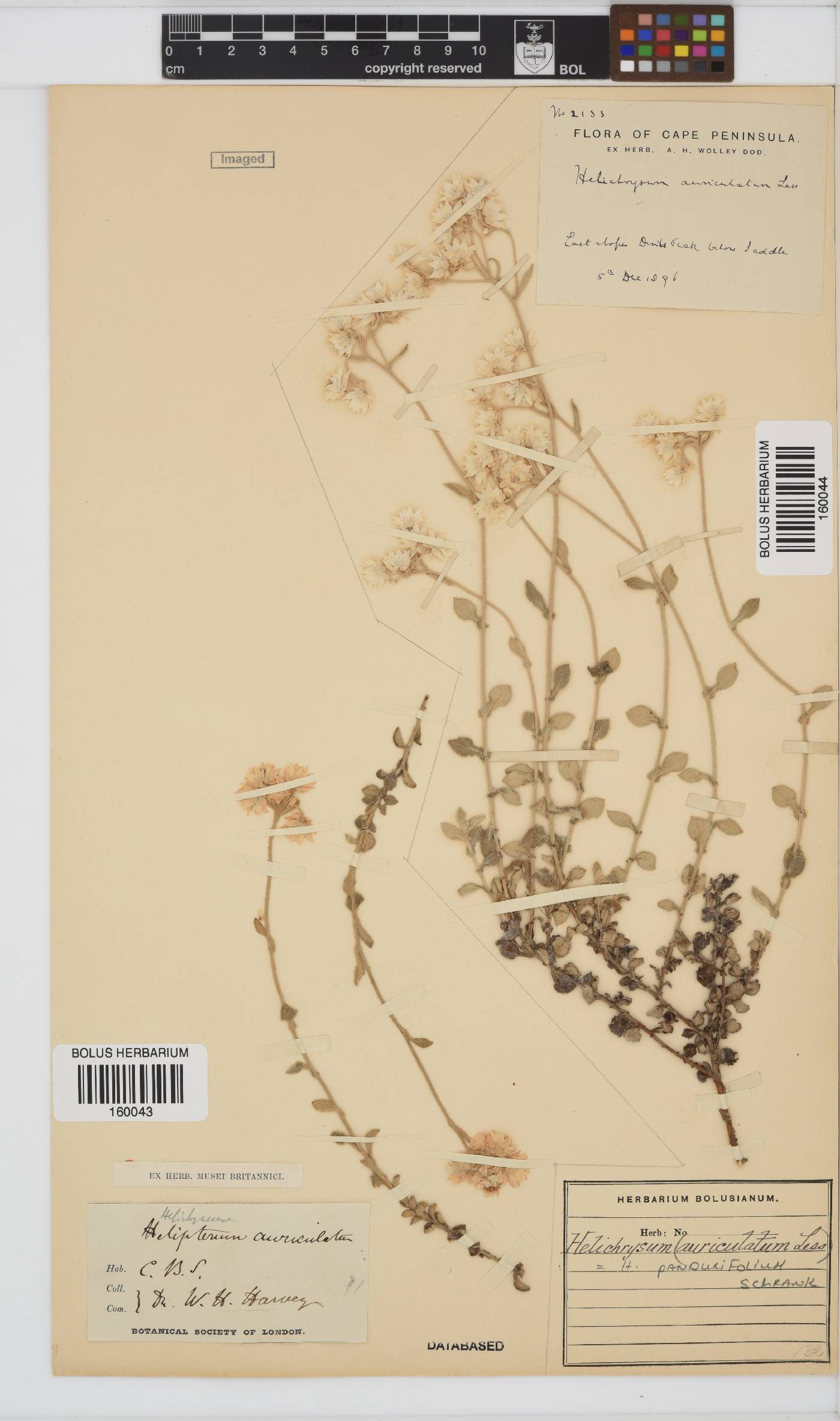 Helichrysum pandurifolium image