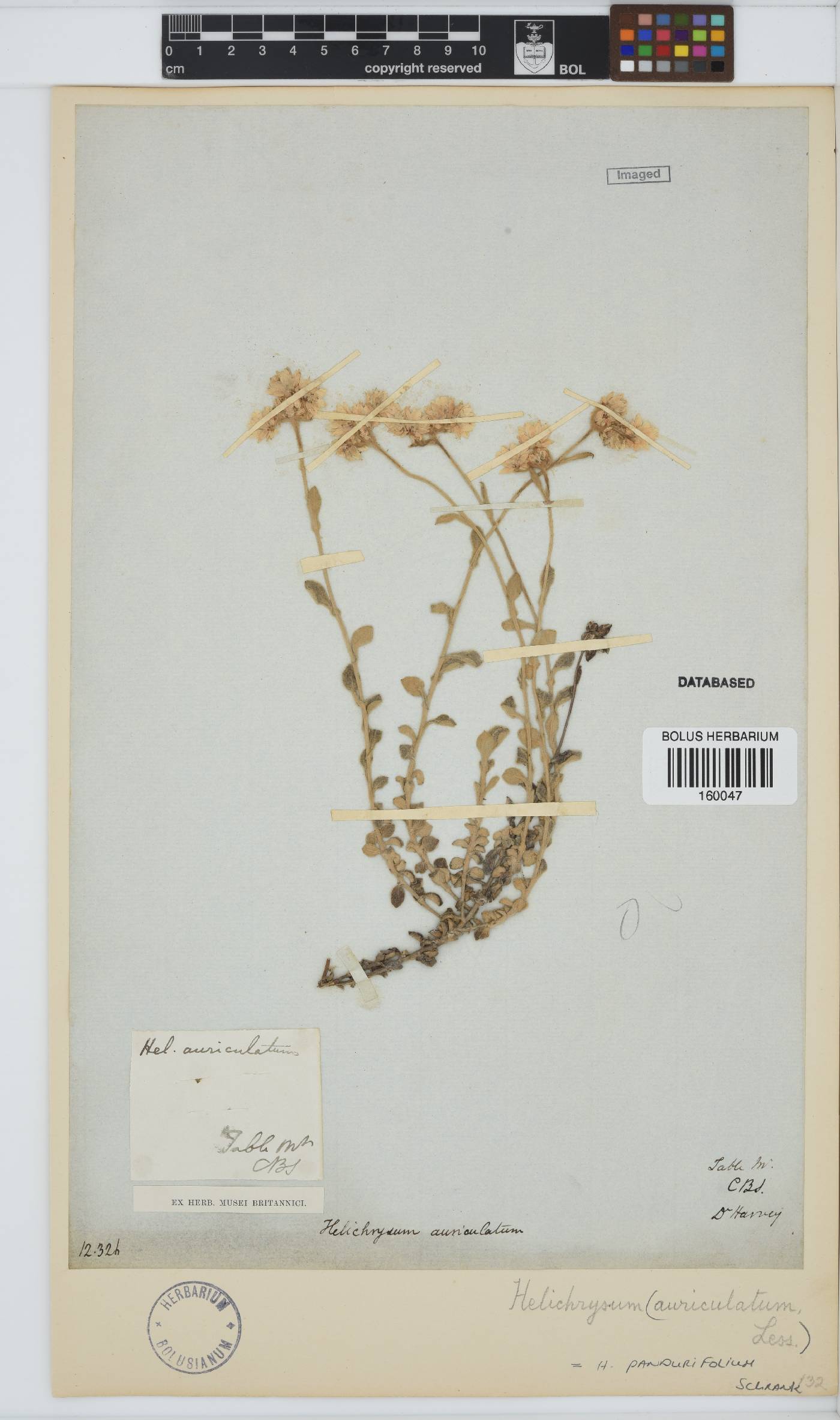 Helichrysum pandurifolium image