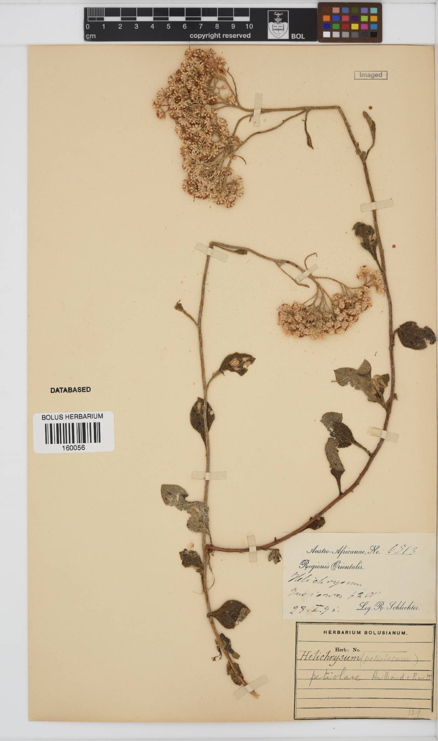 Helichrysum petiolare image