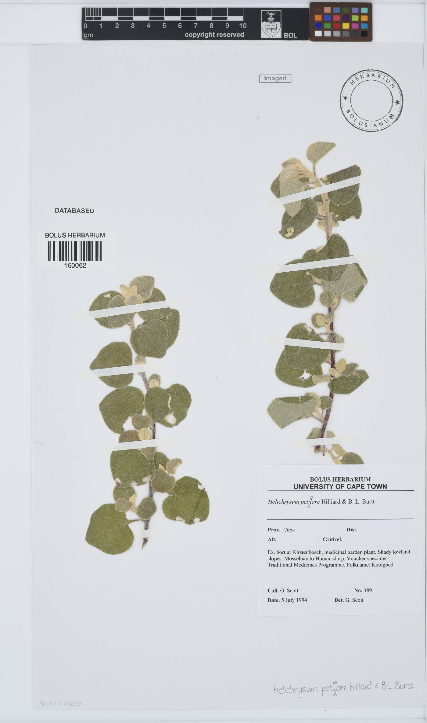 Helichrysum petiolare image