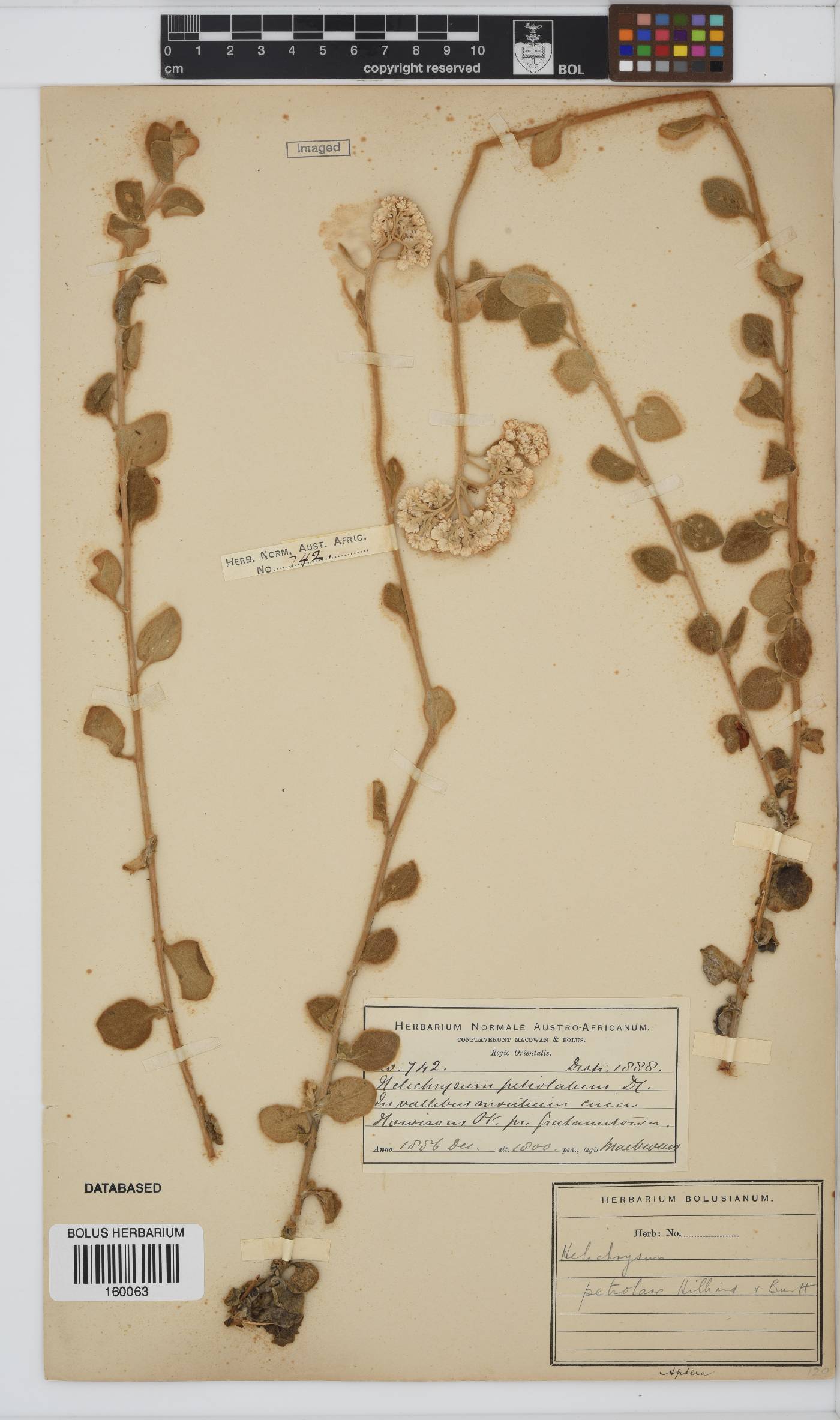 Helichrysum petiolare image