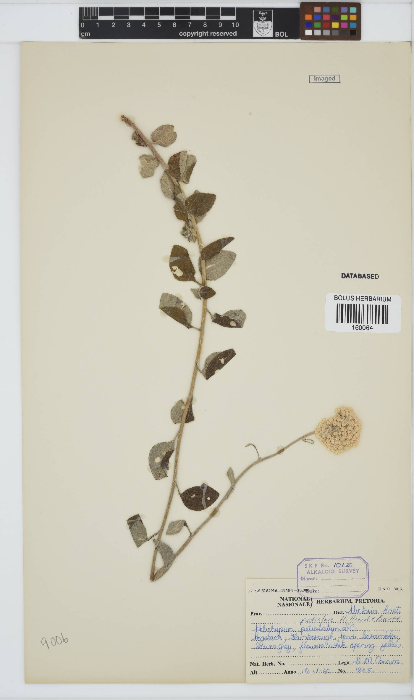 Helichrysum petiolare image