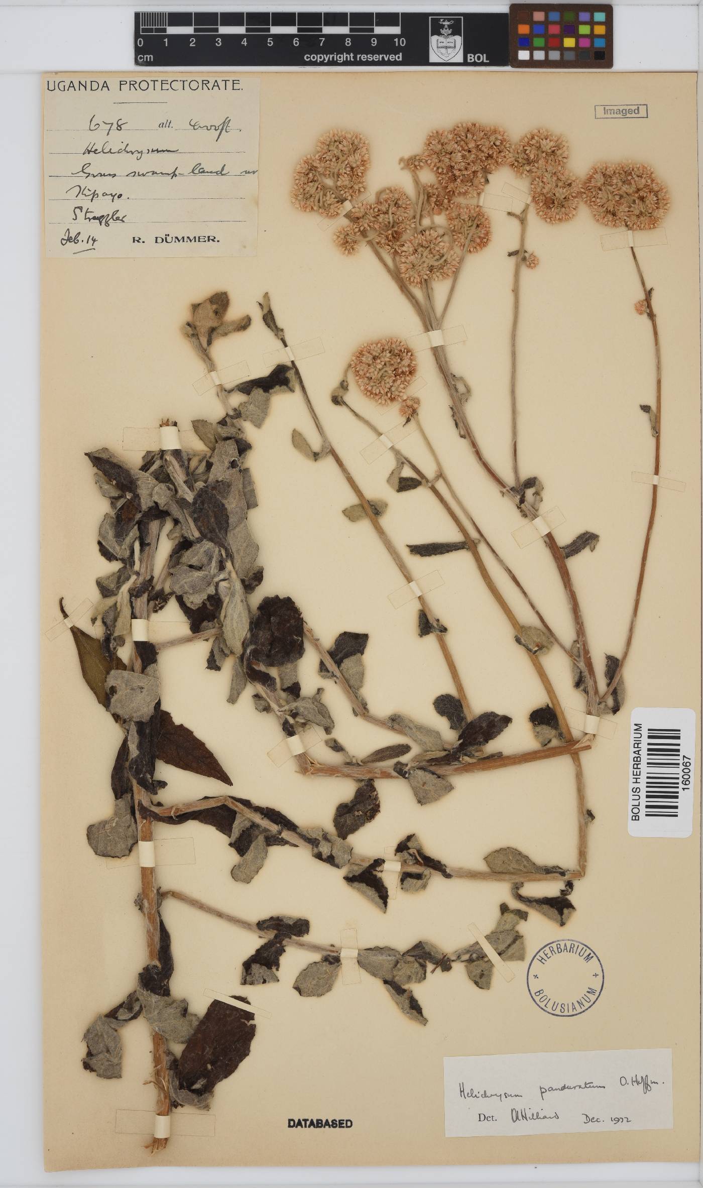 Helichrysum panduratum image