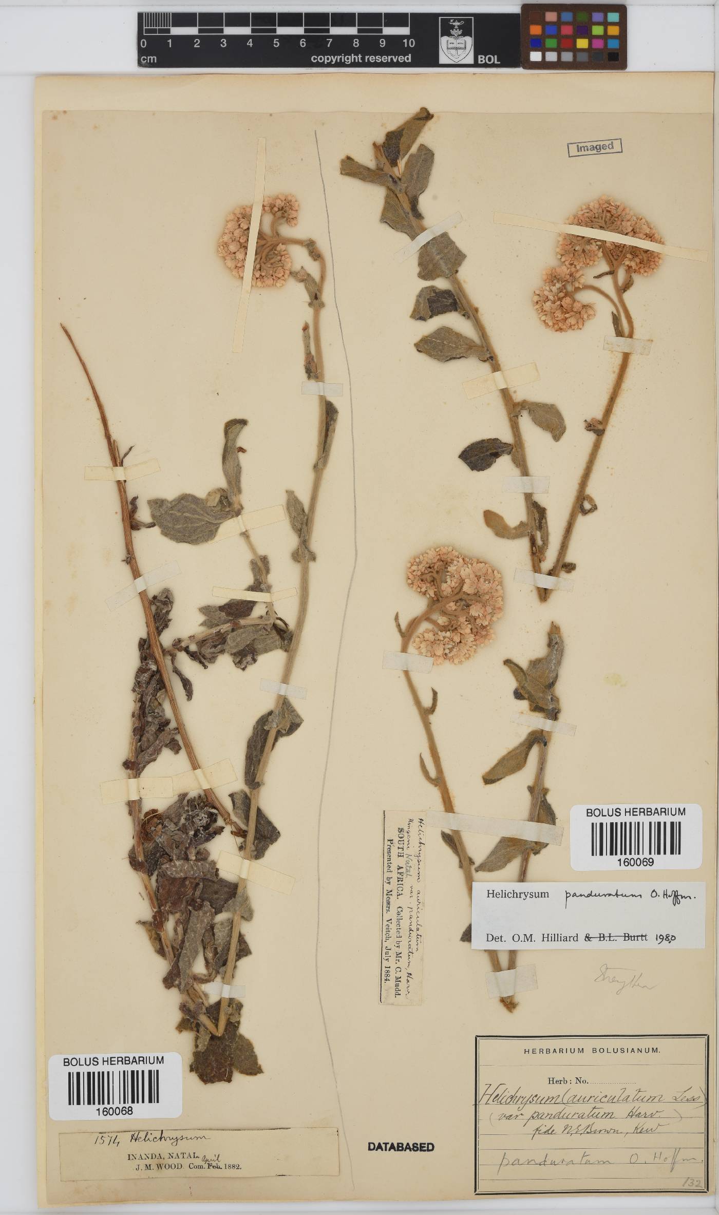 Helichrysum panduratum image