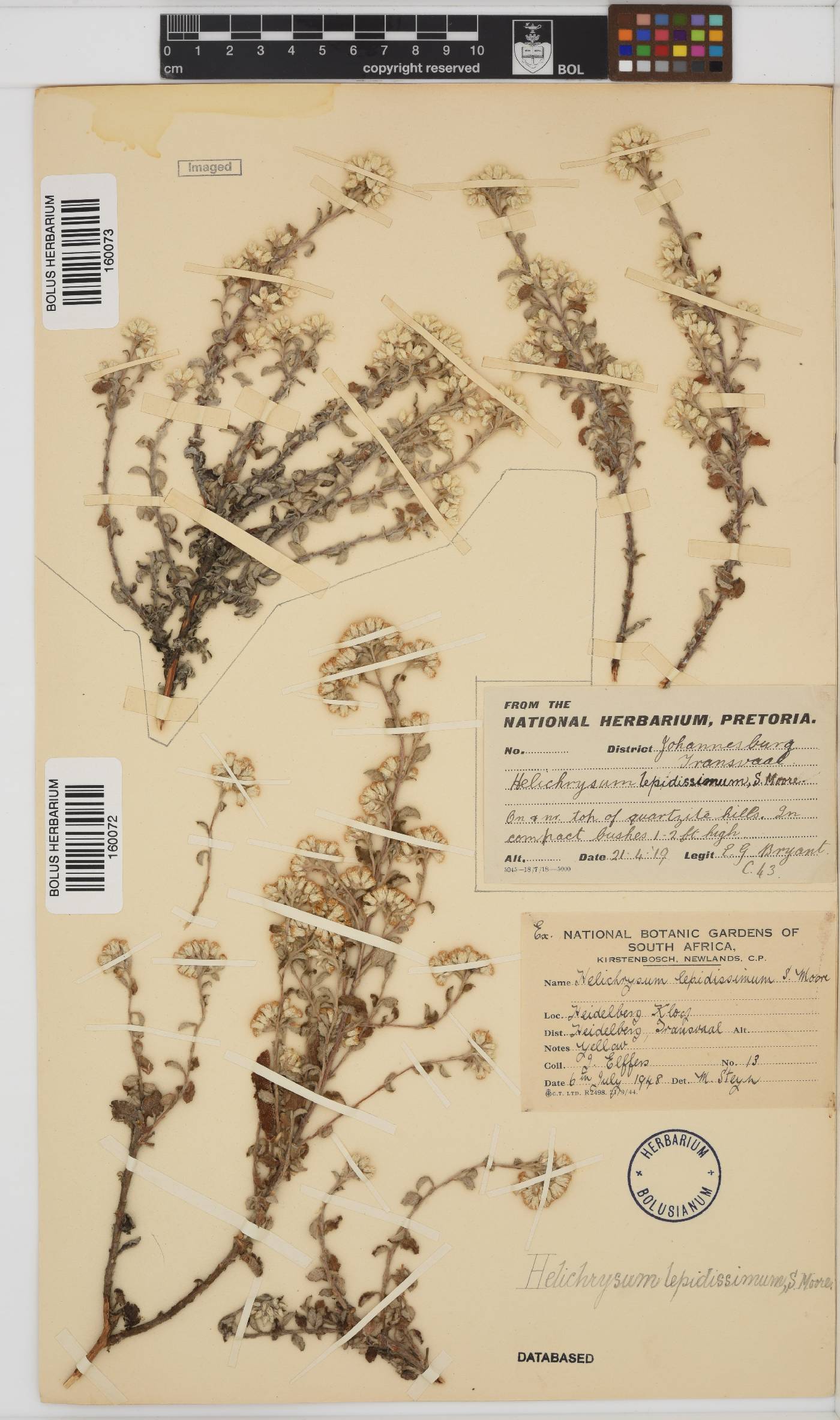 Helichrysum lepidissimum image