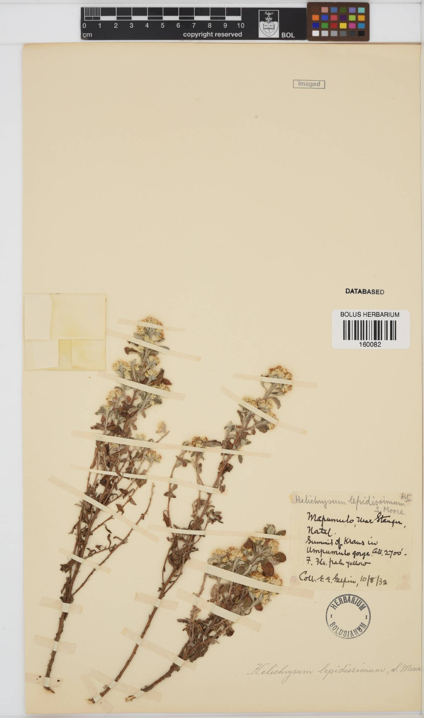Helichrysum lepidissimum image