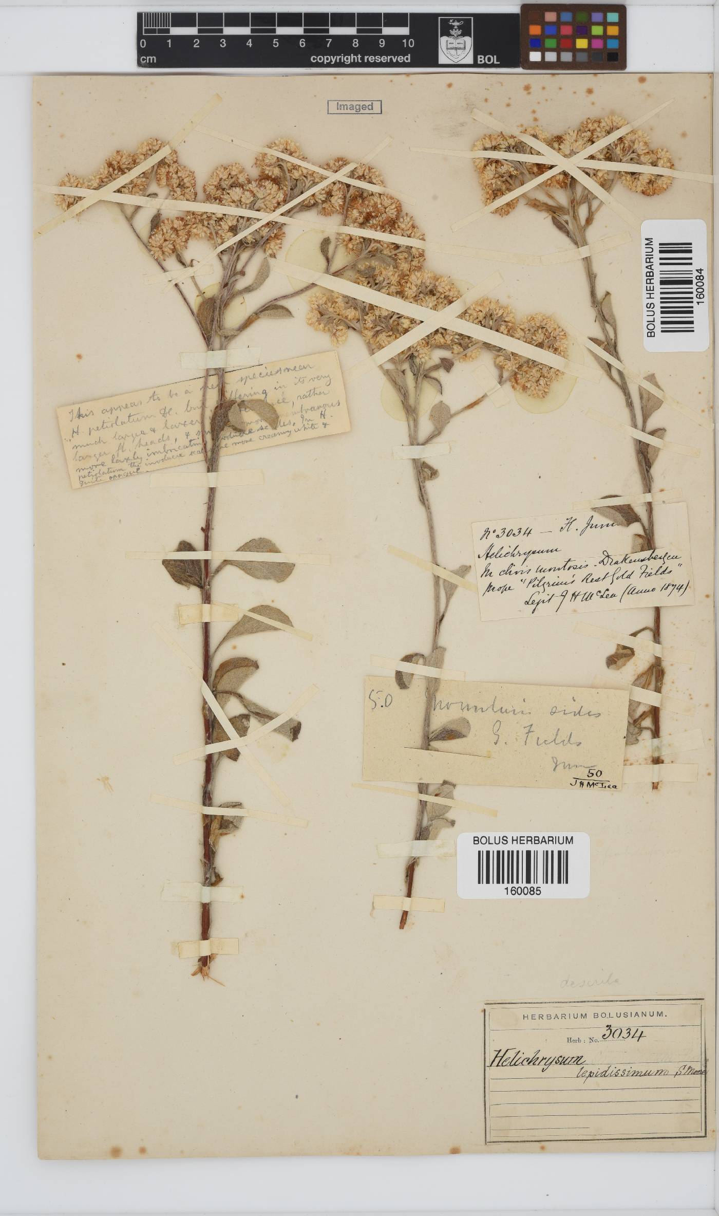 Helichrysum lepidissimum image