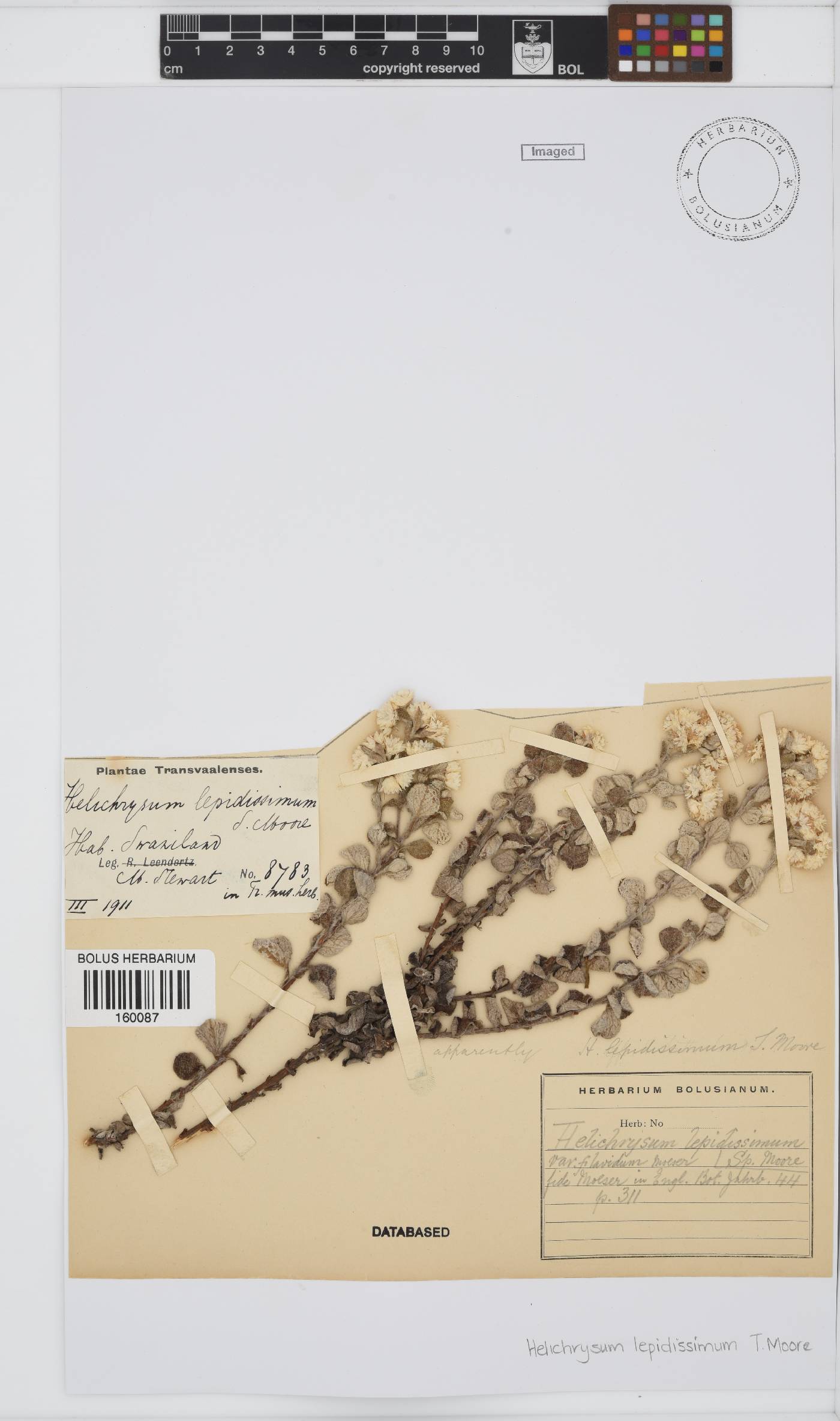 Helichrysum lepidissimum image
