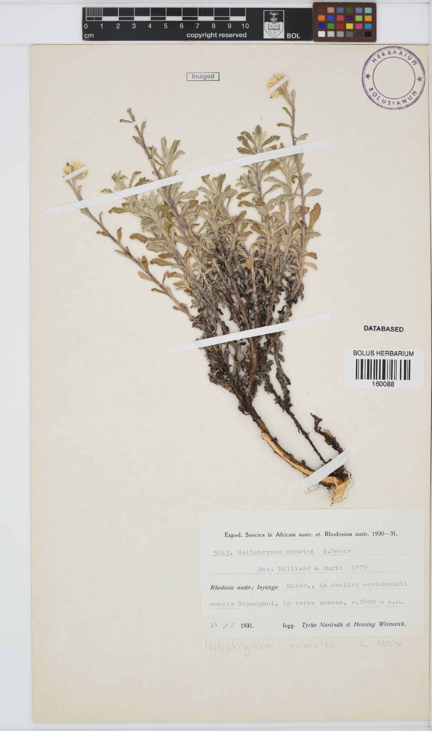 Helichrysum mimetes image