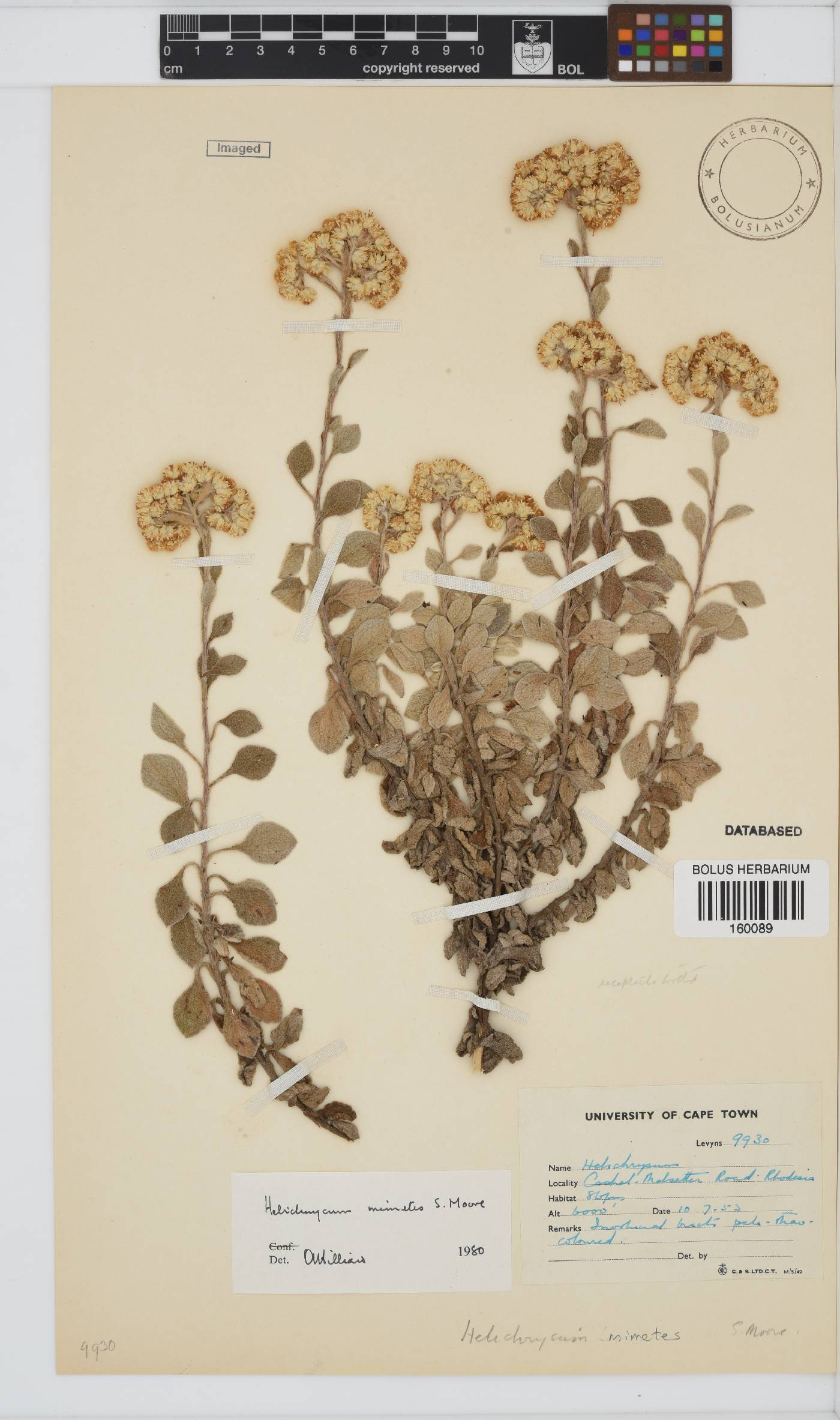 Helichrysum mimetes image