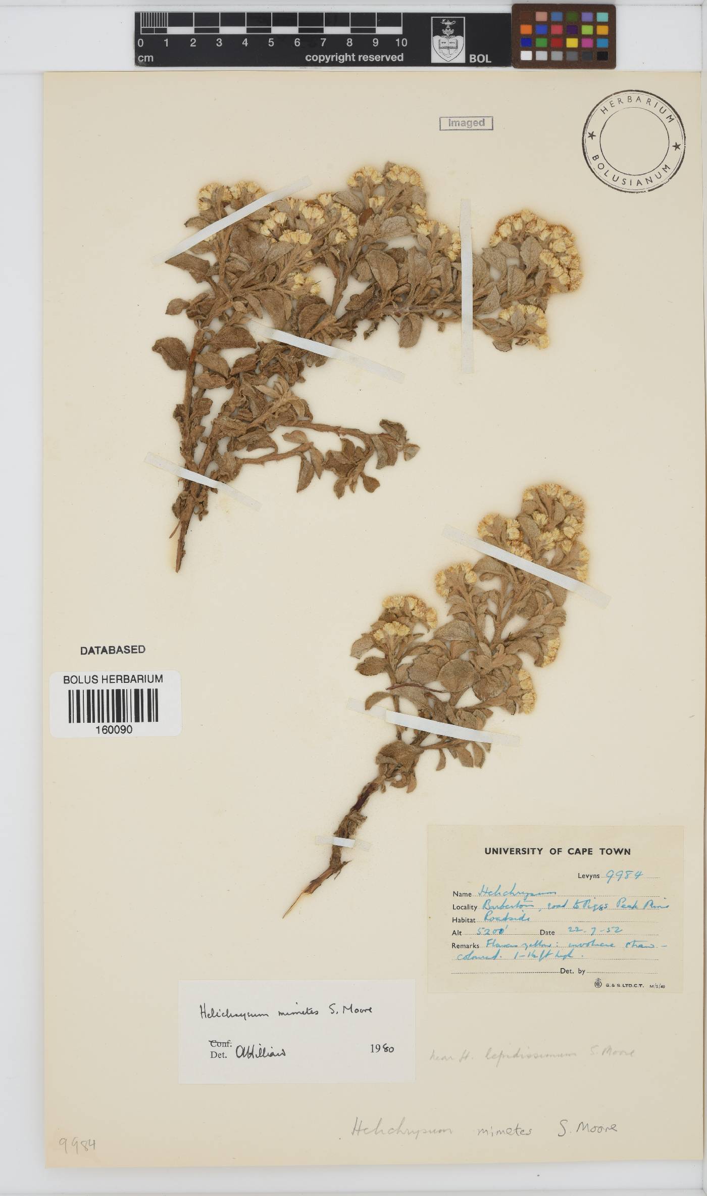 Helichrysum mimetes image