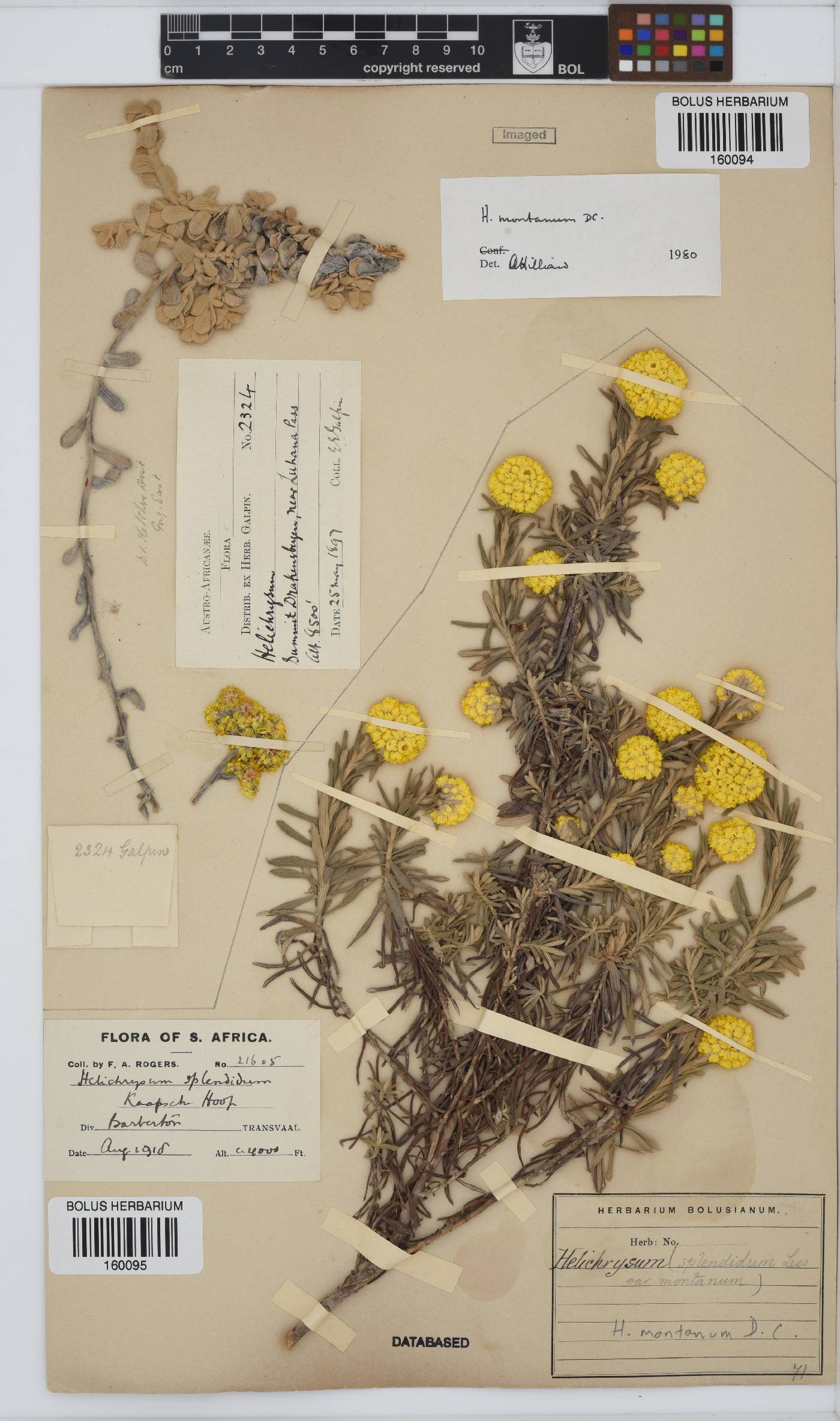 Helichrysum montanum image