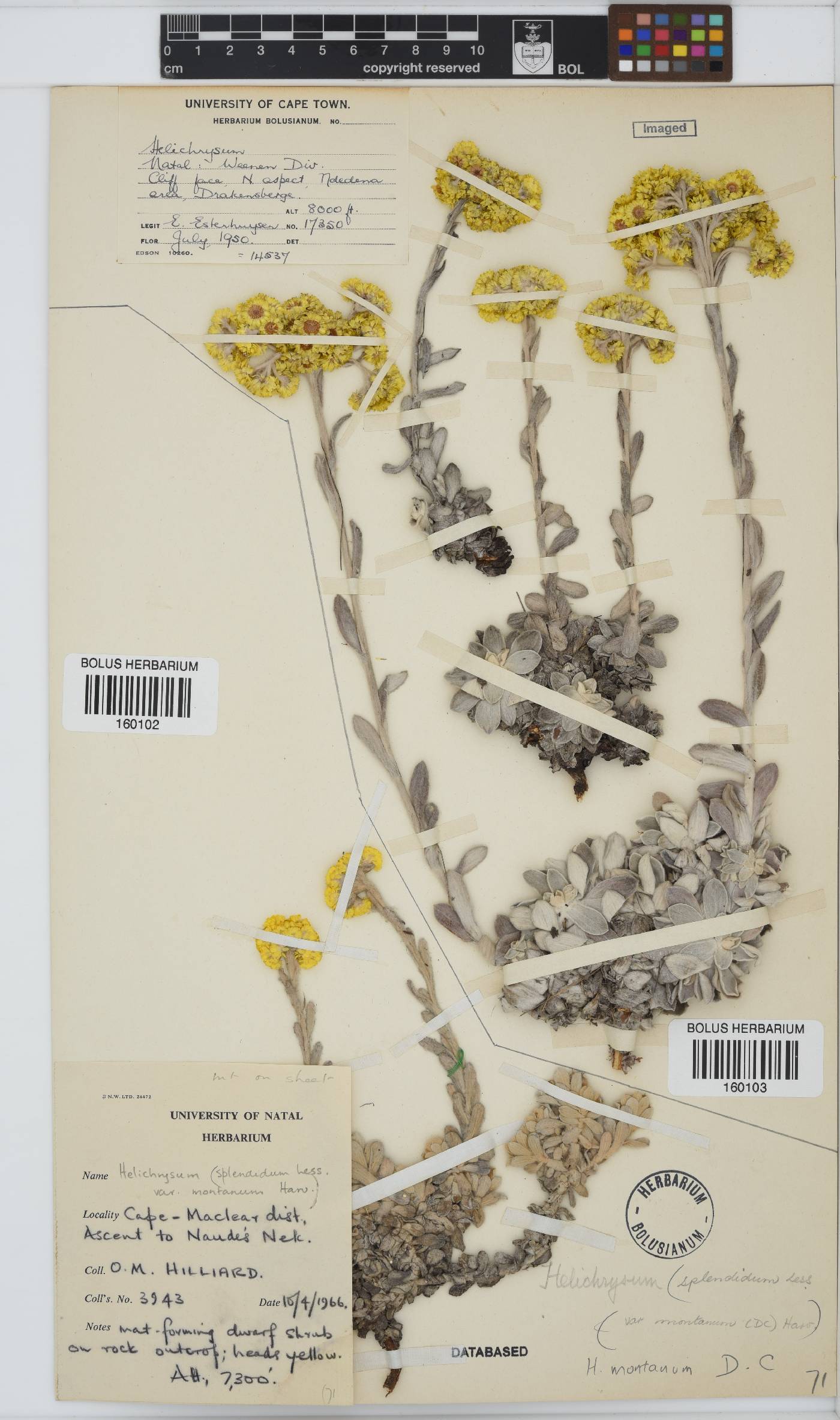 Helichrysum montanum image