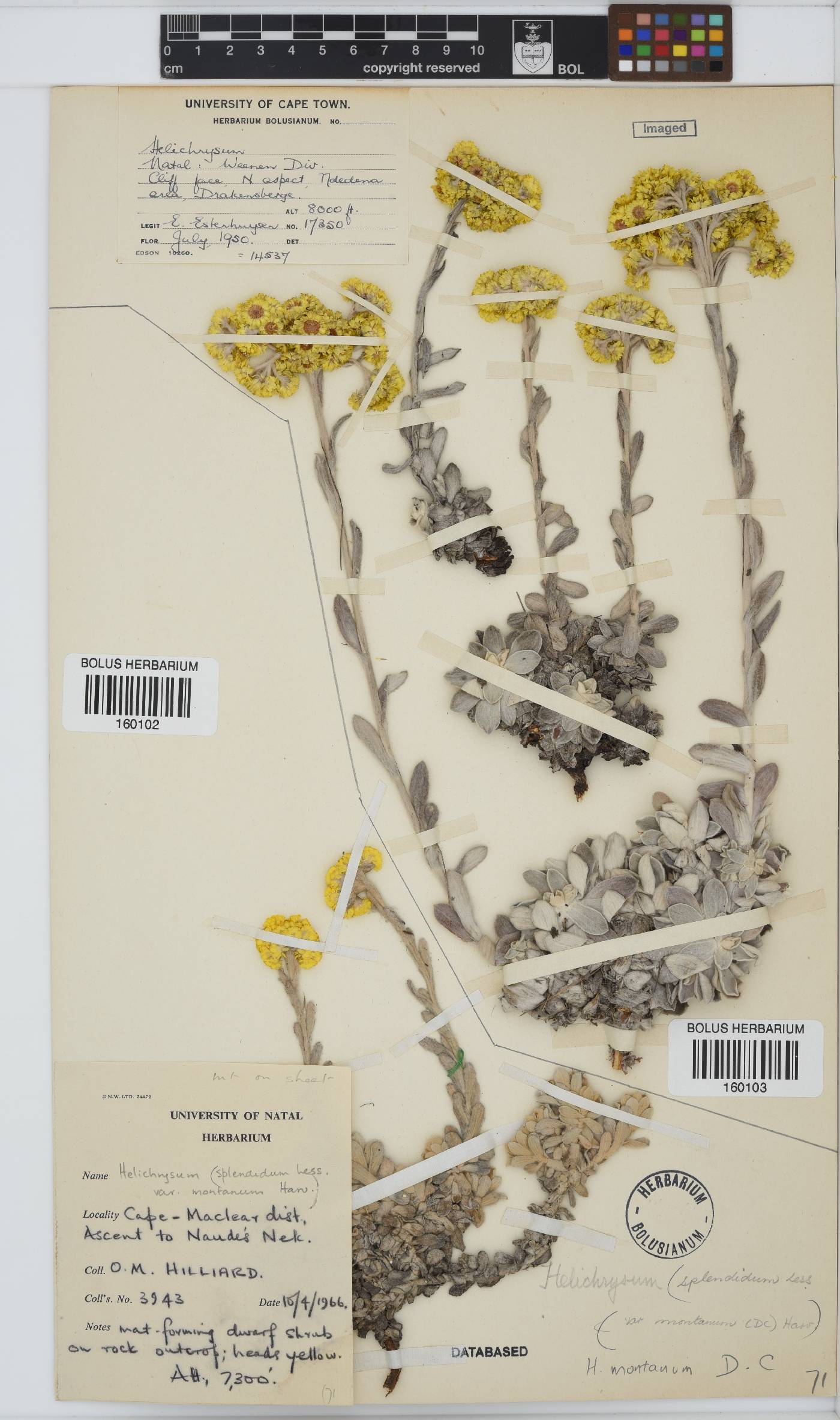 Helichrysum montanum image