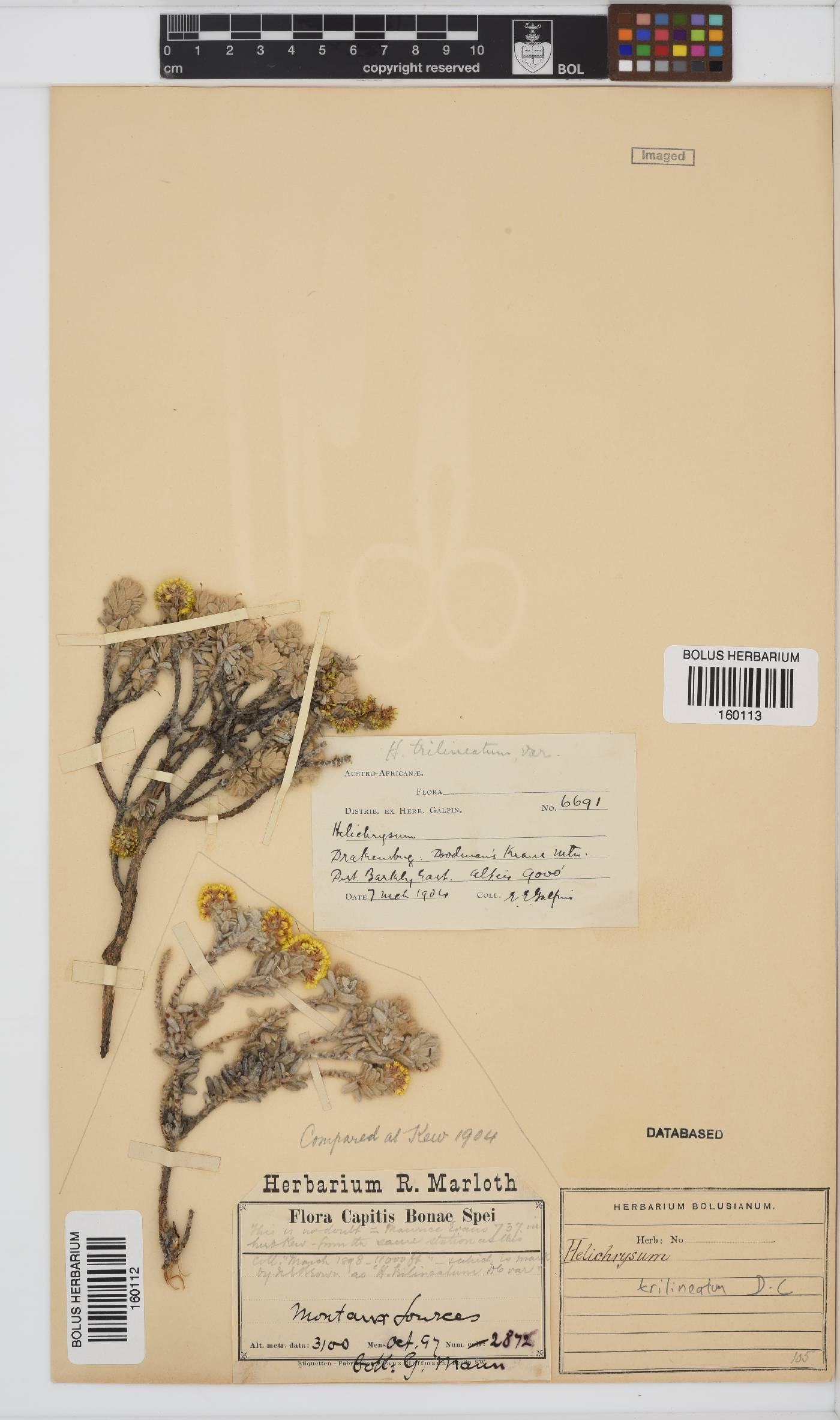 Helichrysum trilineatum image