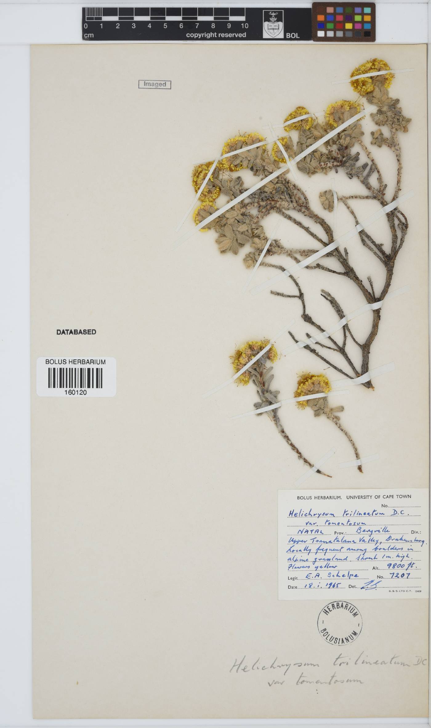 Helichrysum trilineatum image