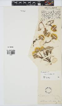 Helichrysum trilineatum image