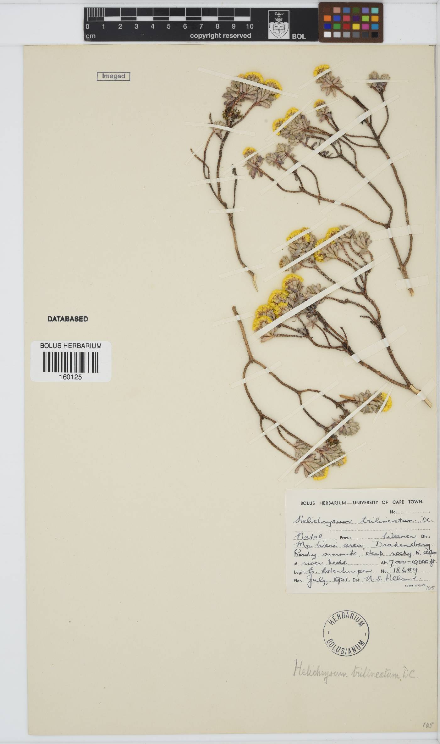 Helichrysum trilineatum image