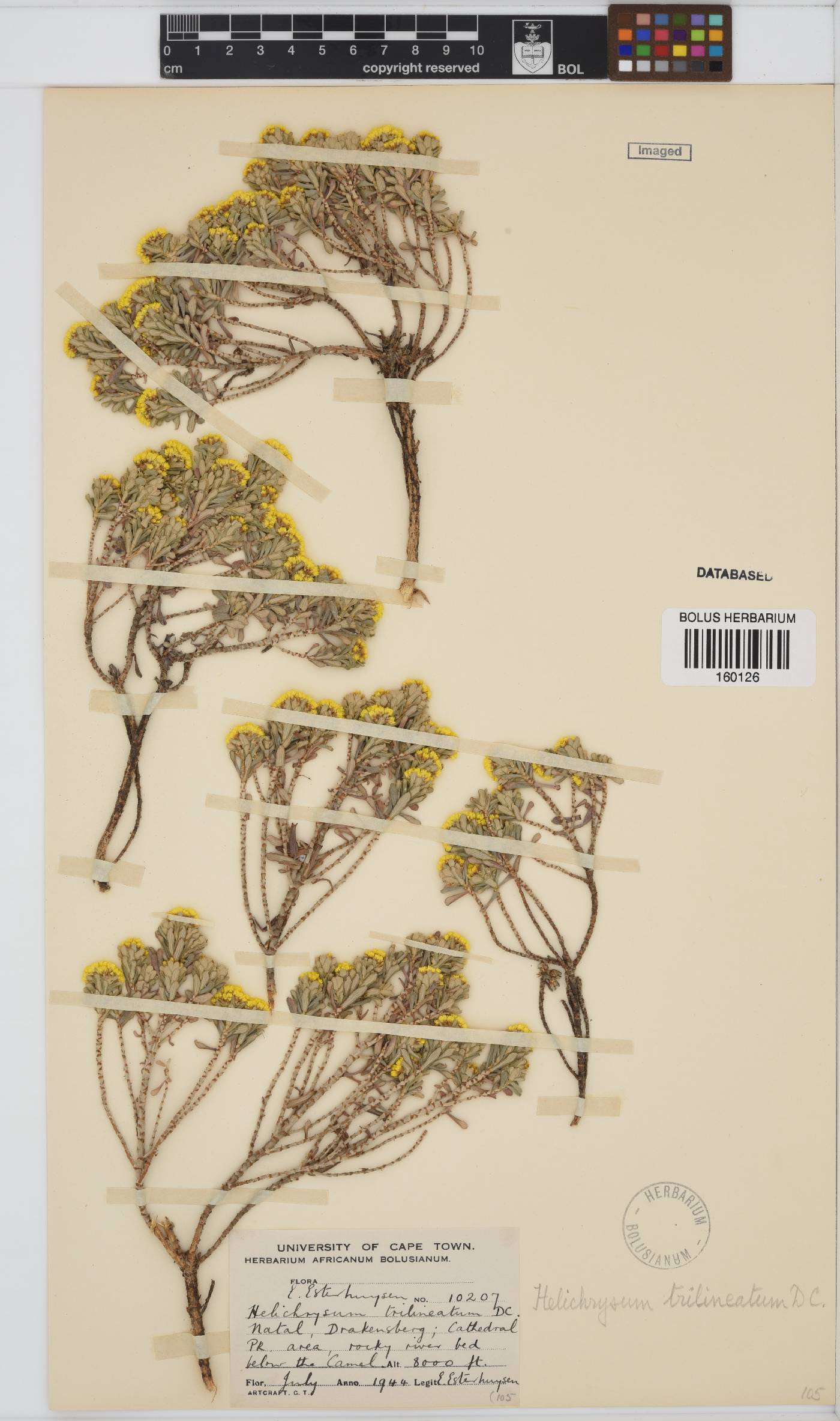 Helichrysum trilineatum image