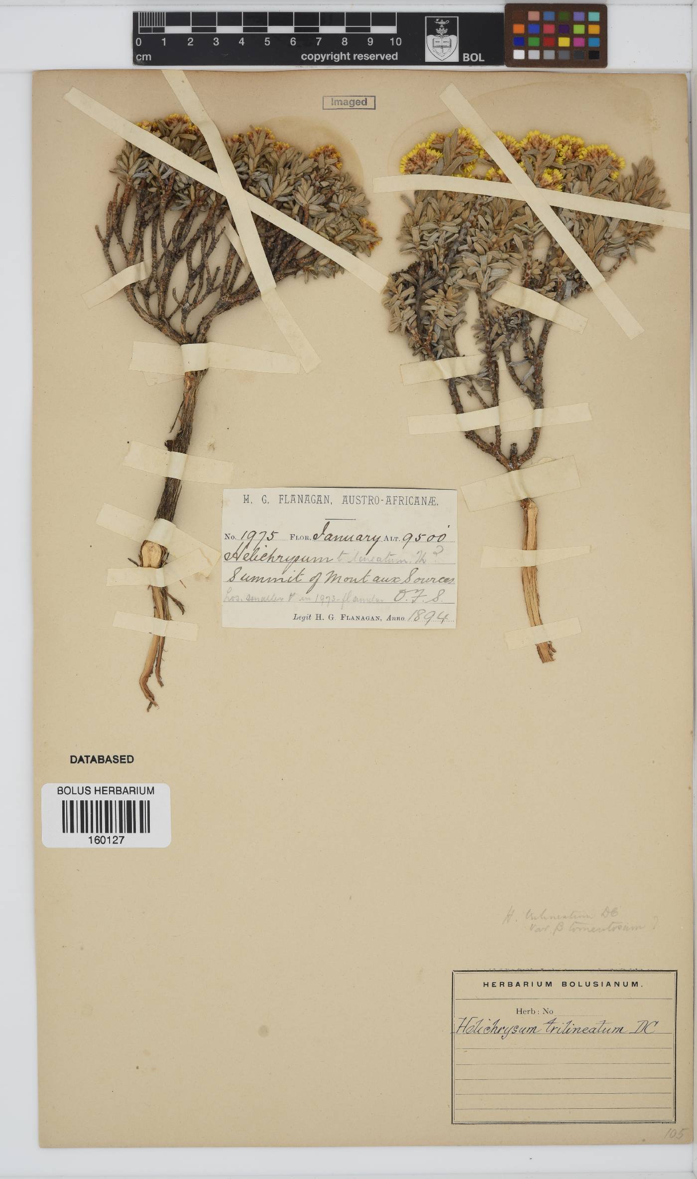 Helichrysum trilineatum image