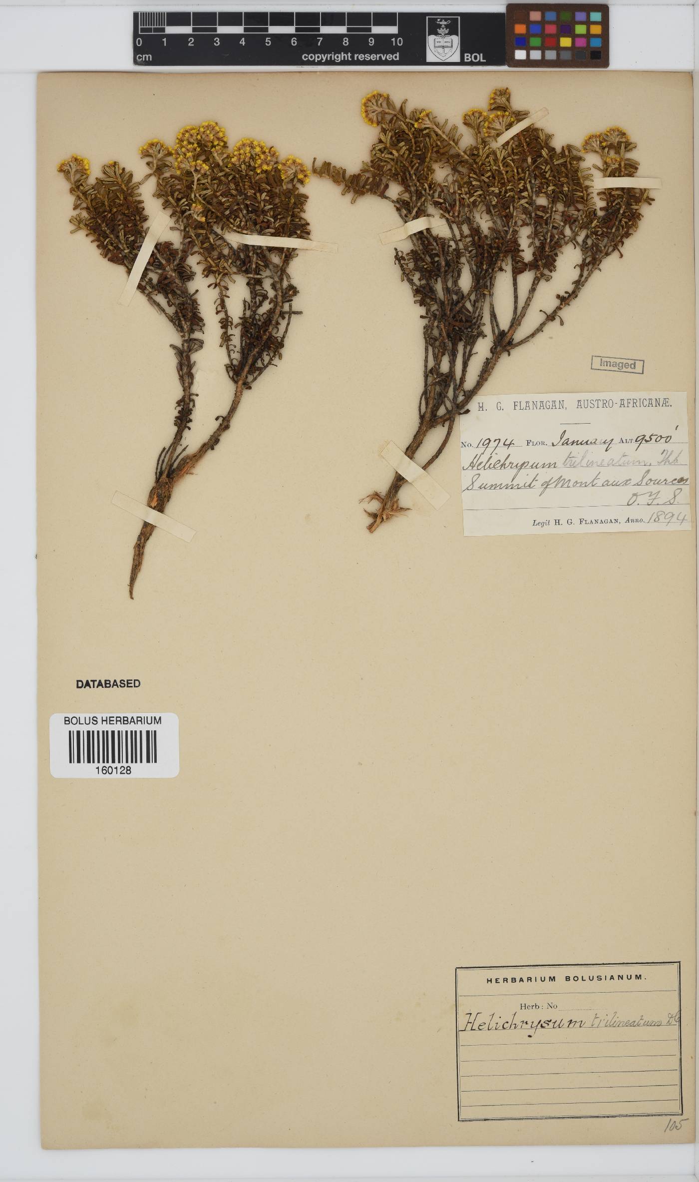 Helichrysum trilineatum image