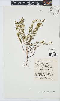 Helichrysum trilineatum image