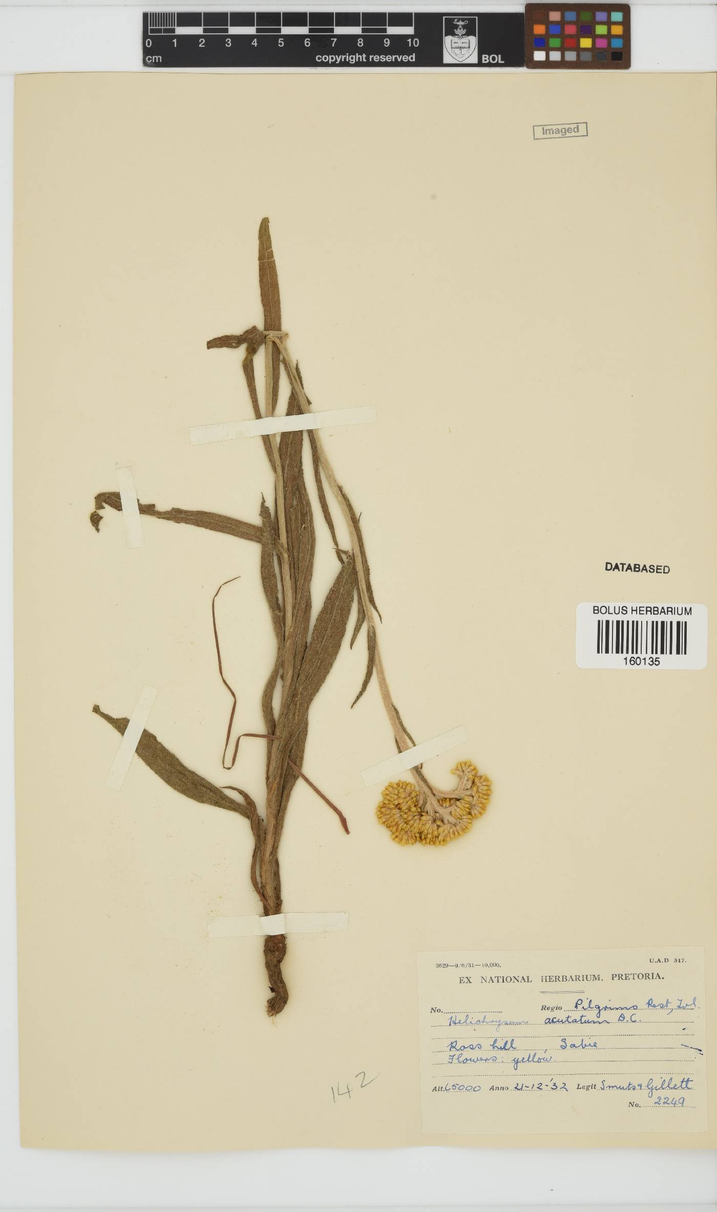 Helichrysum acutatum image