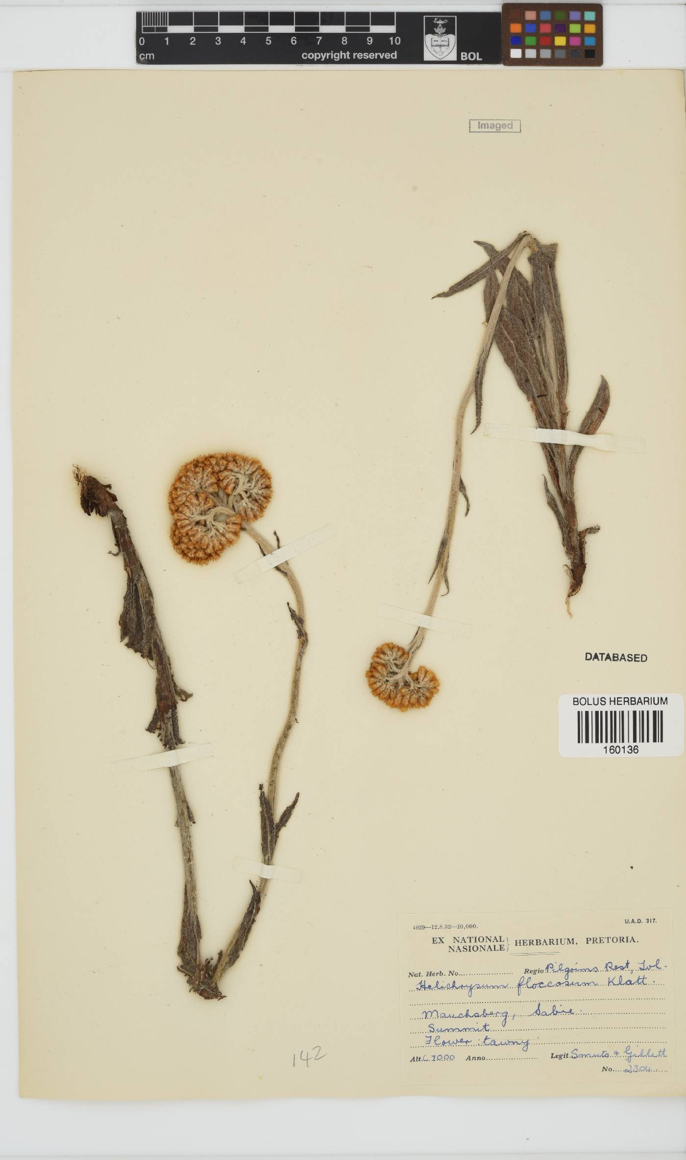 Helichrysum acutatum image